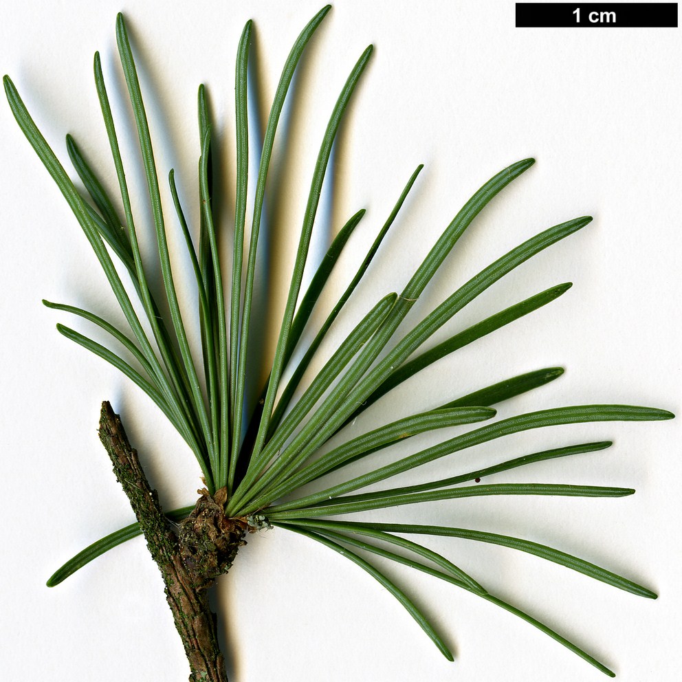 High resolution image: Family: Pinaceae - Genus: Larix - Taxon: cajanderi
