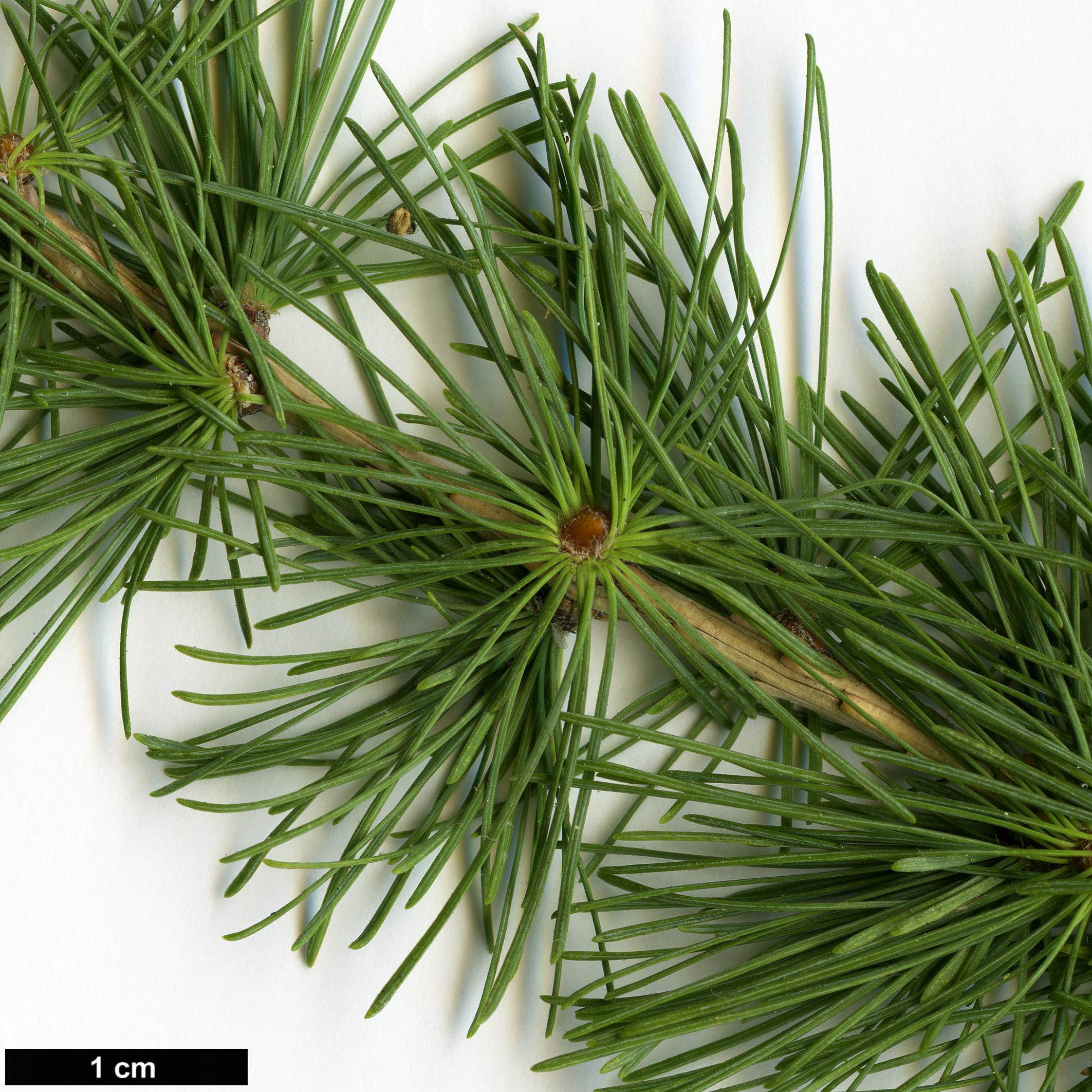 High resolution image: Family: Pinaceae - Genus: Larix - Taxon: decidua