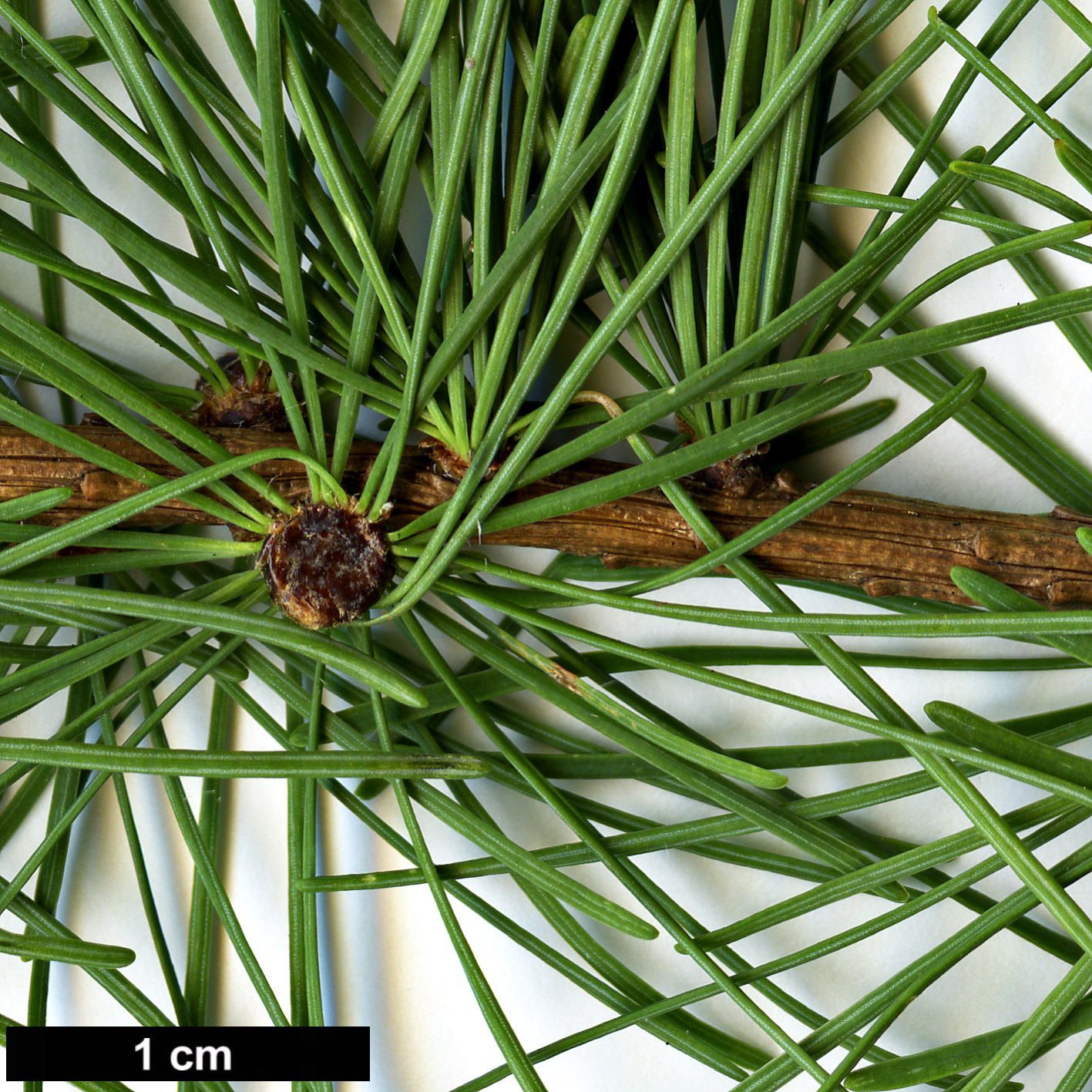 High resolution image: Family: Pinaceae - Genus: Larix - Taxon: laricina