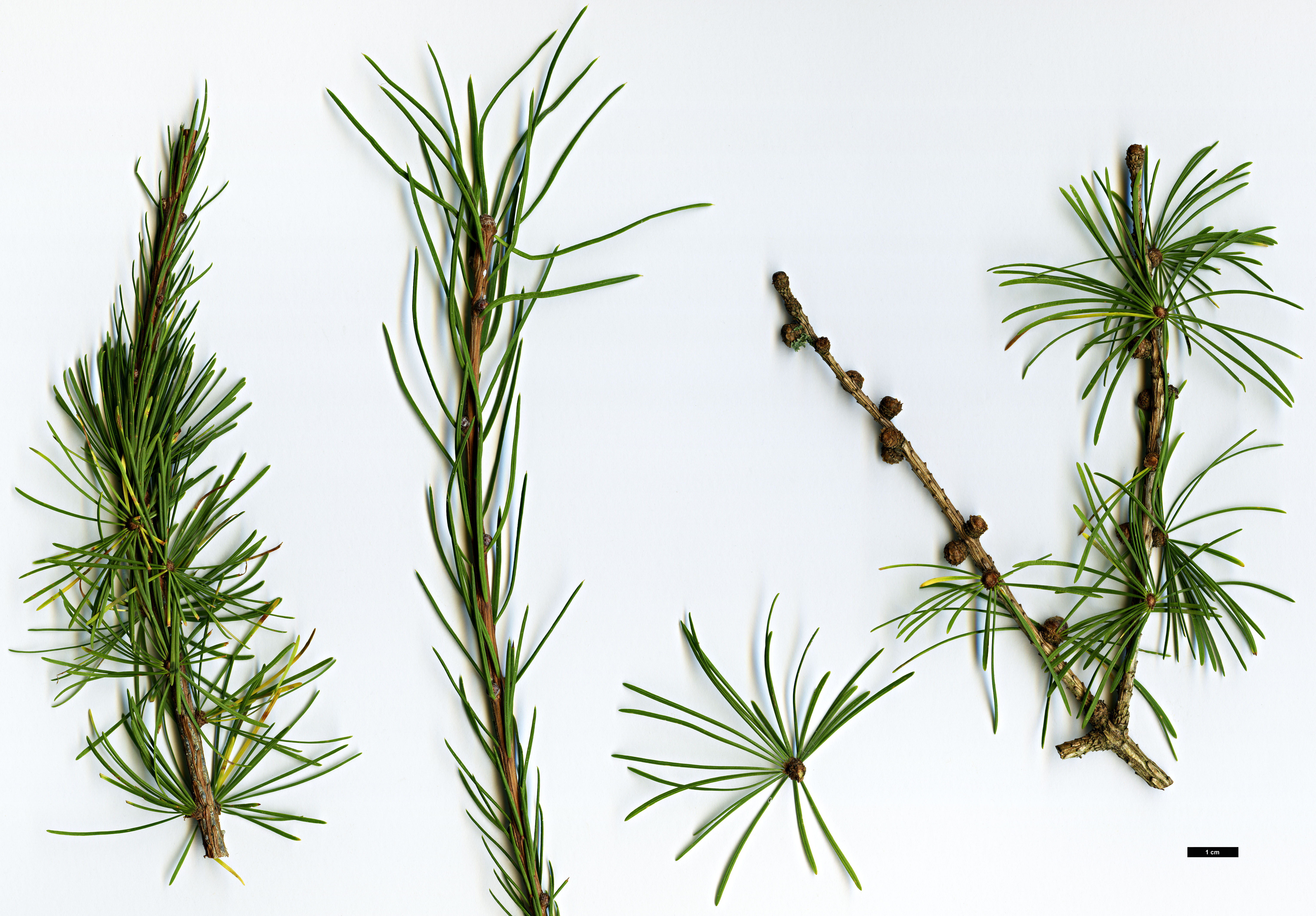 High resolution image: Family: Pinaceae - Genus: Larix - Taxon: occidentalis