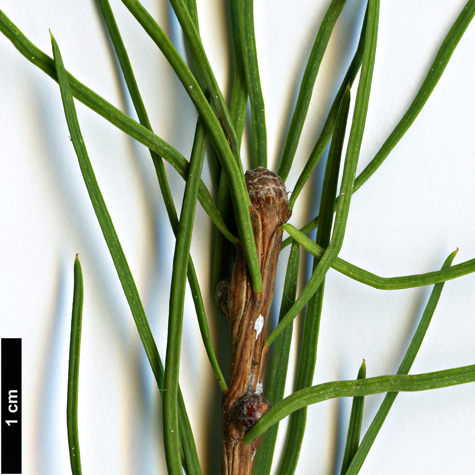 High resolution image: Family: Pinaceae - Genus: Larix - Taxon: occidentalis