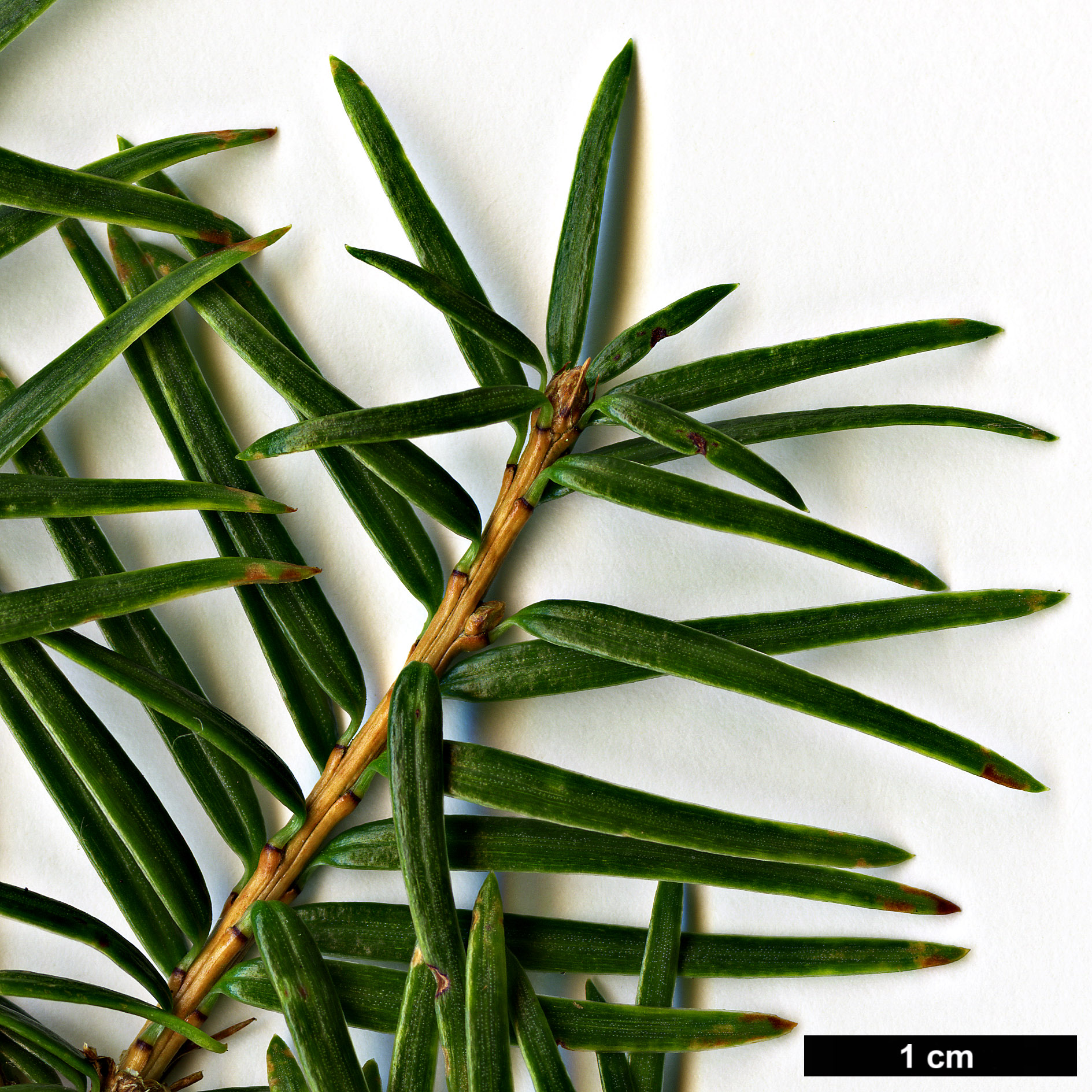 High resolution image: Family: Pinaceae - Genus: Nothotsuga - Taxon: longibracteata