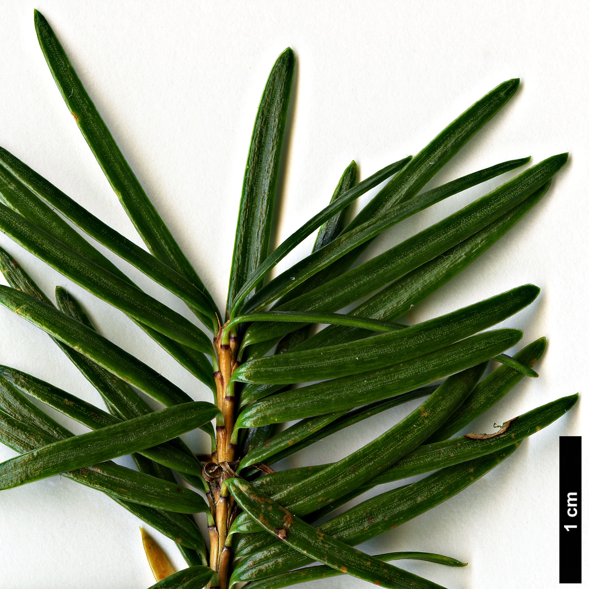 High resolution image: Family: Pinaceae - Genus: Nothotsuga - Taxon: longibracteata