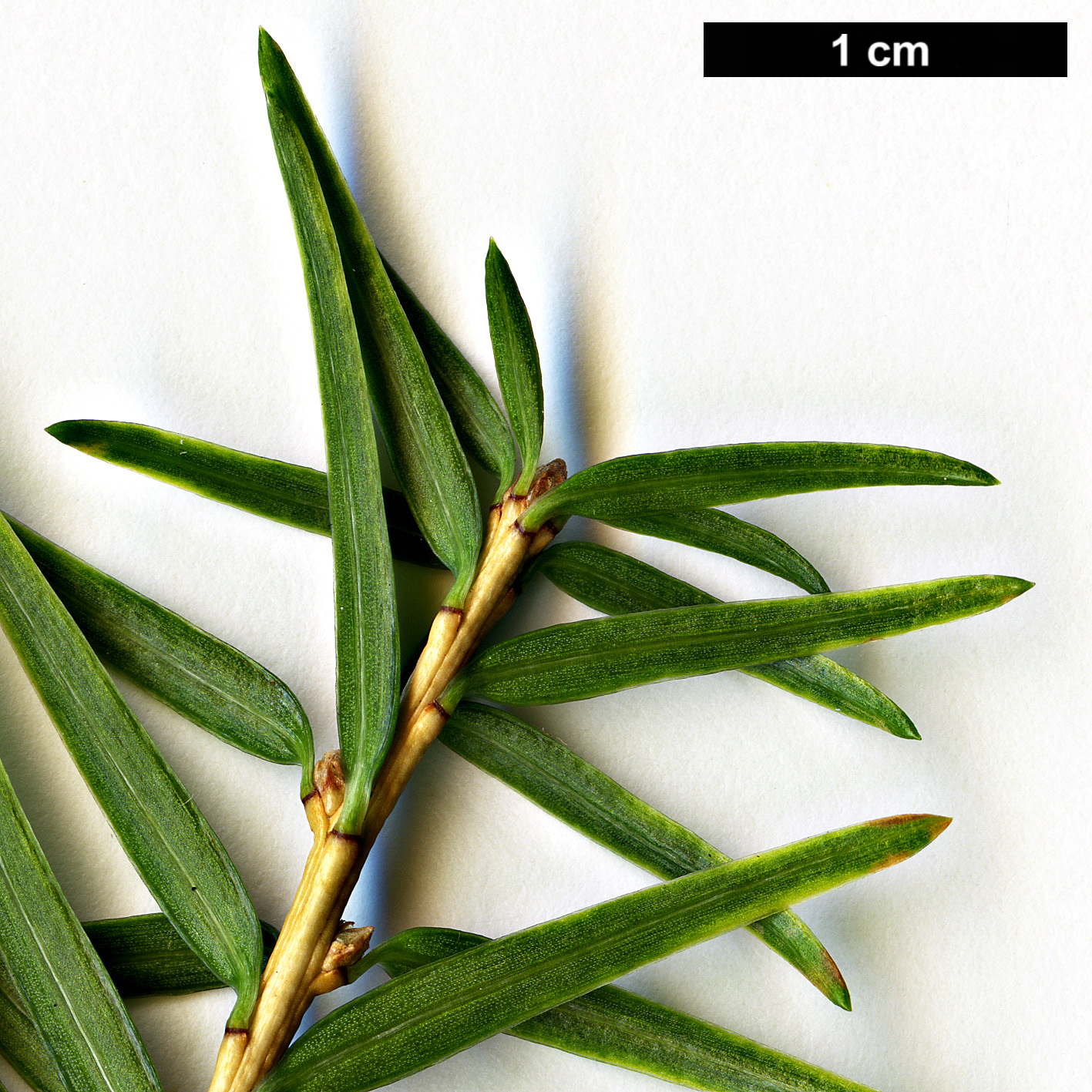 High resolution image: Family: Pinaceae - Genus: Nothotsuga - Taxon: longibracteata