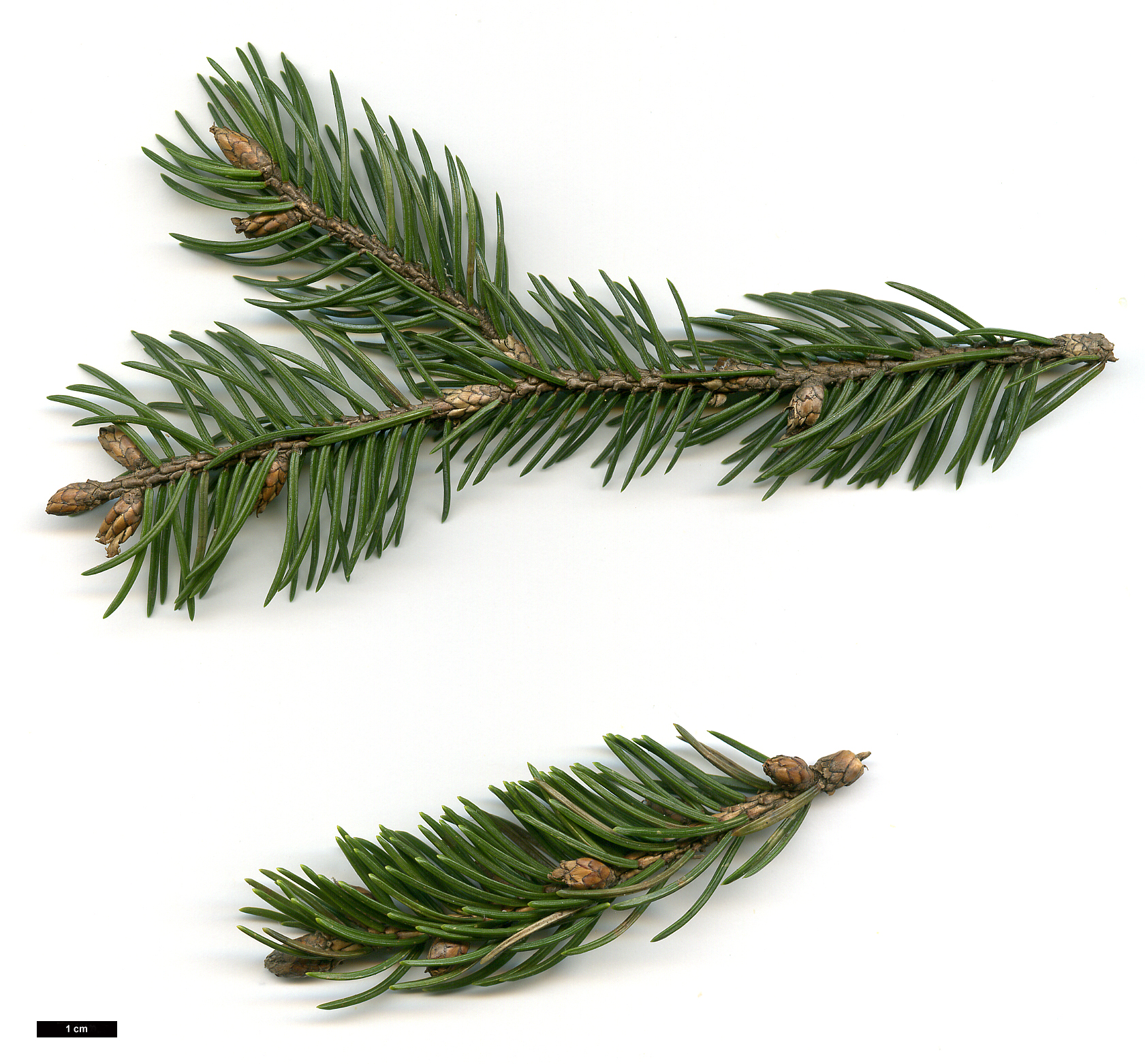 High resolution image: Family: Pinaceae - Genus: Picea - Taxon: alcoquiana High resolution image: Family: Pinaceae - Genus: Picea - Taxon: alcoquiana