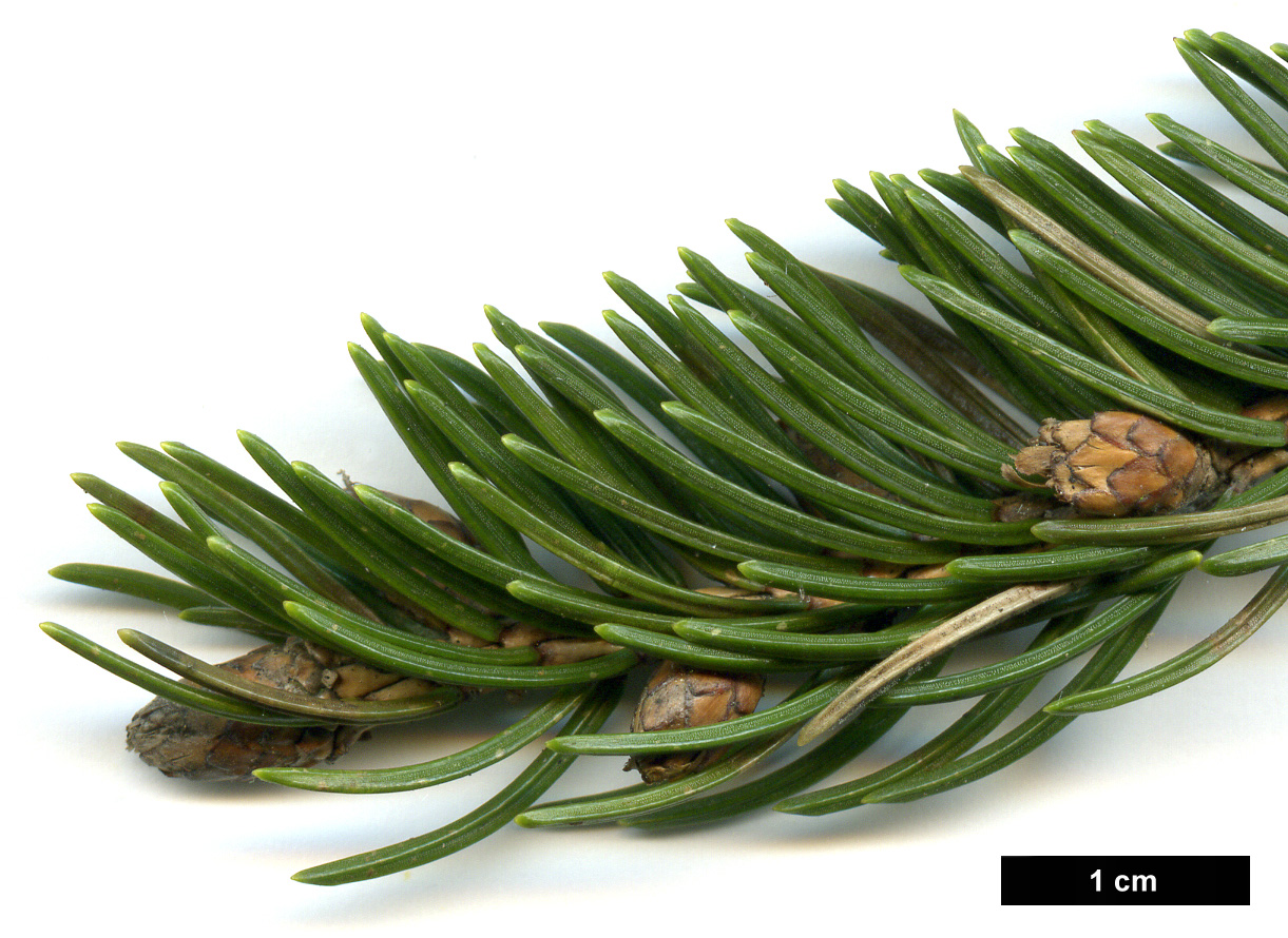 High resolution image: Family: Pinaceae - Genus: Picea - Taxon: alcoquiana High resolution image: Family: Pinaceae - Genus: Picea - Taxon: alcoquiana