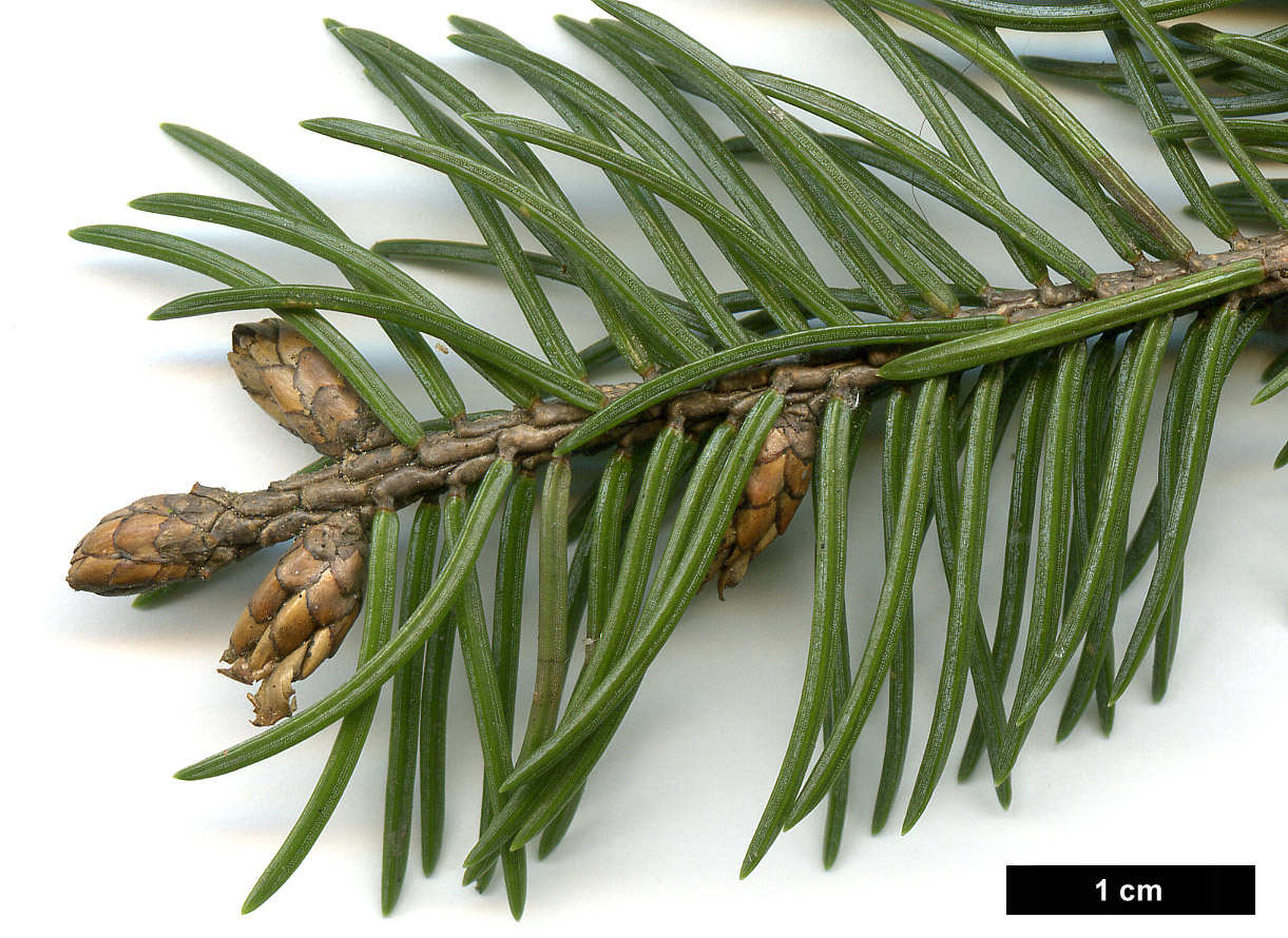 High resolution image: Family: Pinaceae - Genus: Picea - Taxon: alcoquiana High resolution image: Family: Pinaceae - Genus: Picea - Taxon: alcoquiana