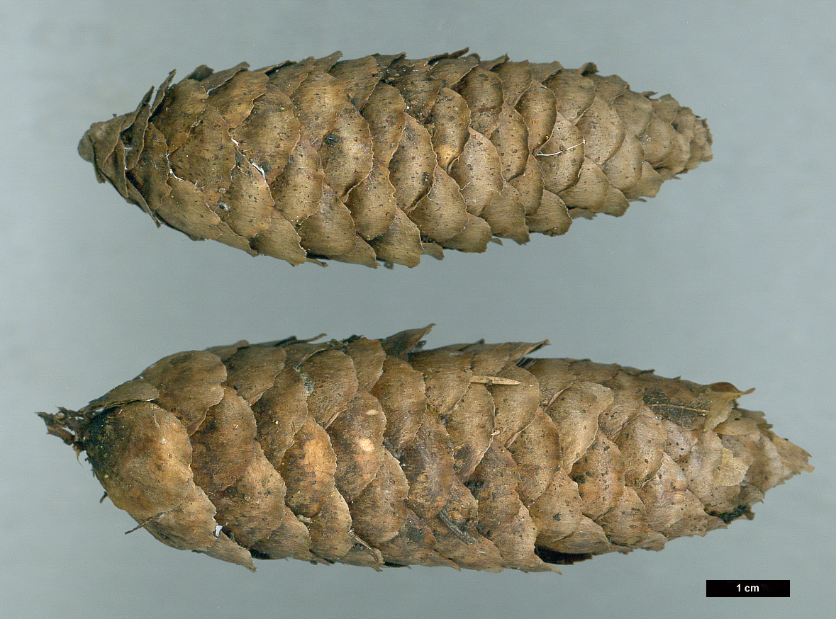 High resolution image: Family: Pinaceae - Genus: Picea - Taxon: alcoquiana High resolution image: Family: Pinaceae - Genus: Picea - Taxon: alcoquiana