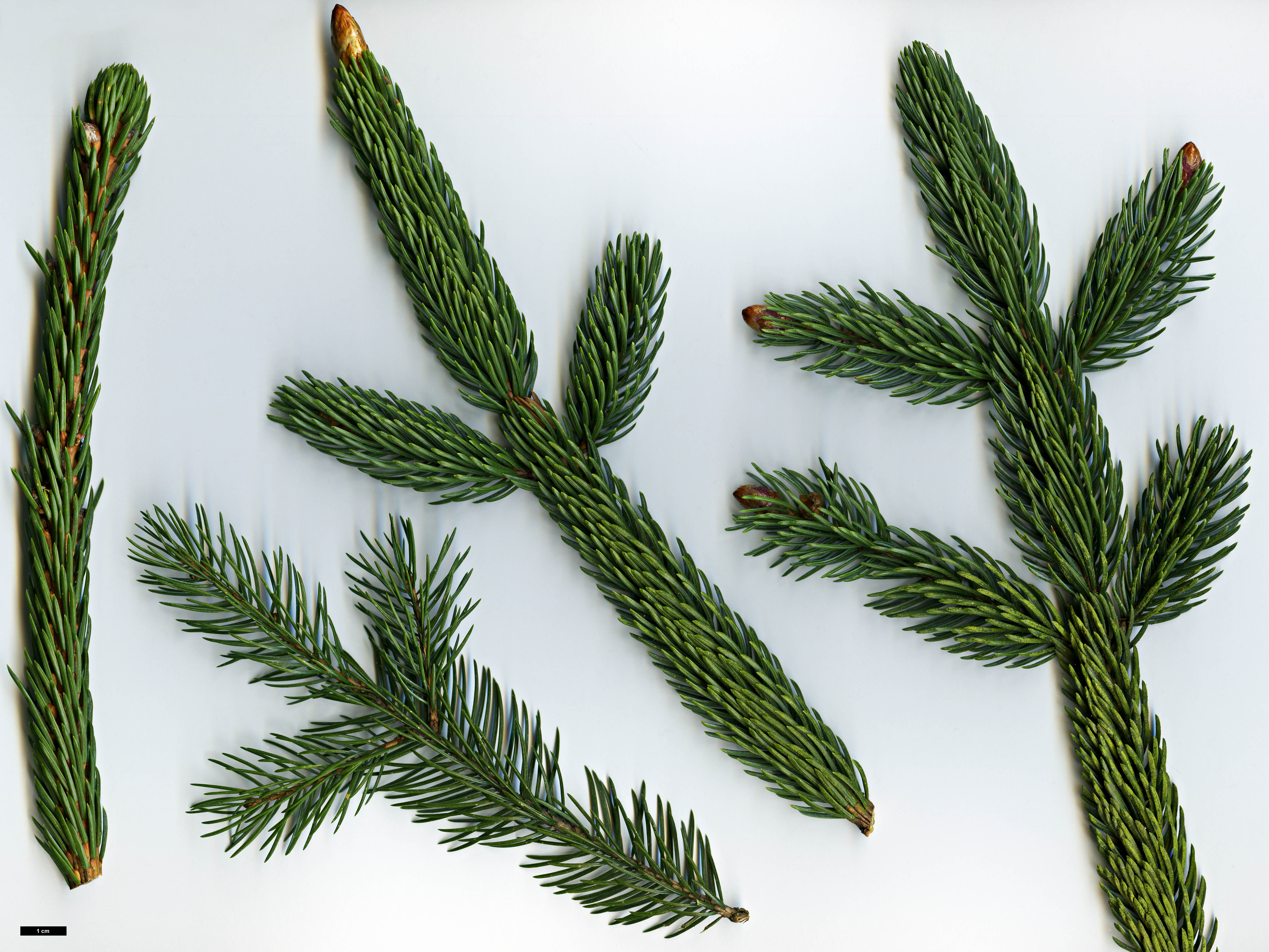 High resolution image: Family: Pinaceae - Genus: Picea - Taxon: alcoquiana High resolution image: Family: Pinaceae - Genus: Picea - Taxon: alcoquiana