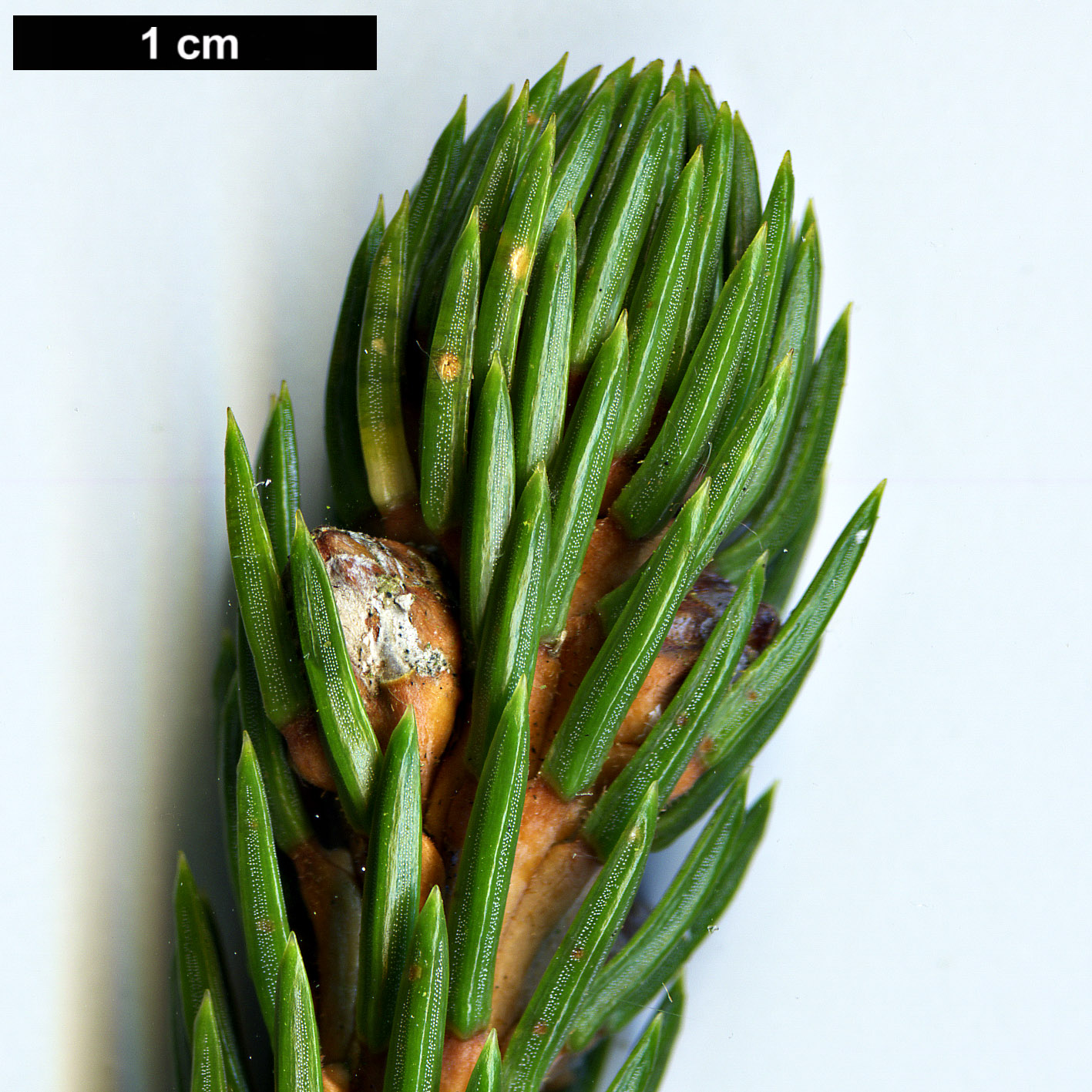 High resolution image: Family: Pinaceae - Genus: Picea - Taxon: alcoquiana High resolution image: Family: Pinaceae - Genus: Picea - Taxon: alcoquiana