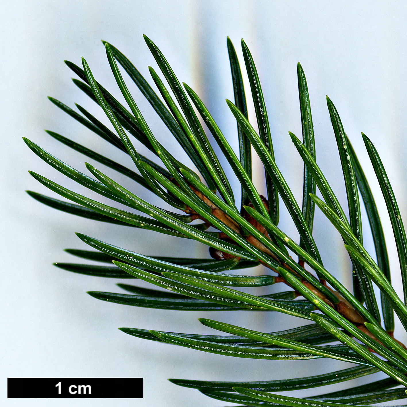 High resolution image: Family: Pinaceae - Genus: Picea - Taxon: alcoquiana High resolution image: Family: Pinaceae - Genus: Picea - Taxon: alcoquiana