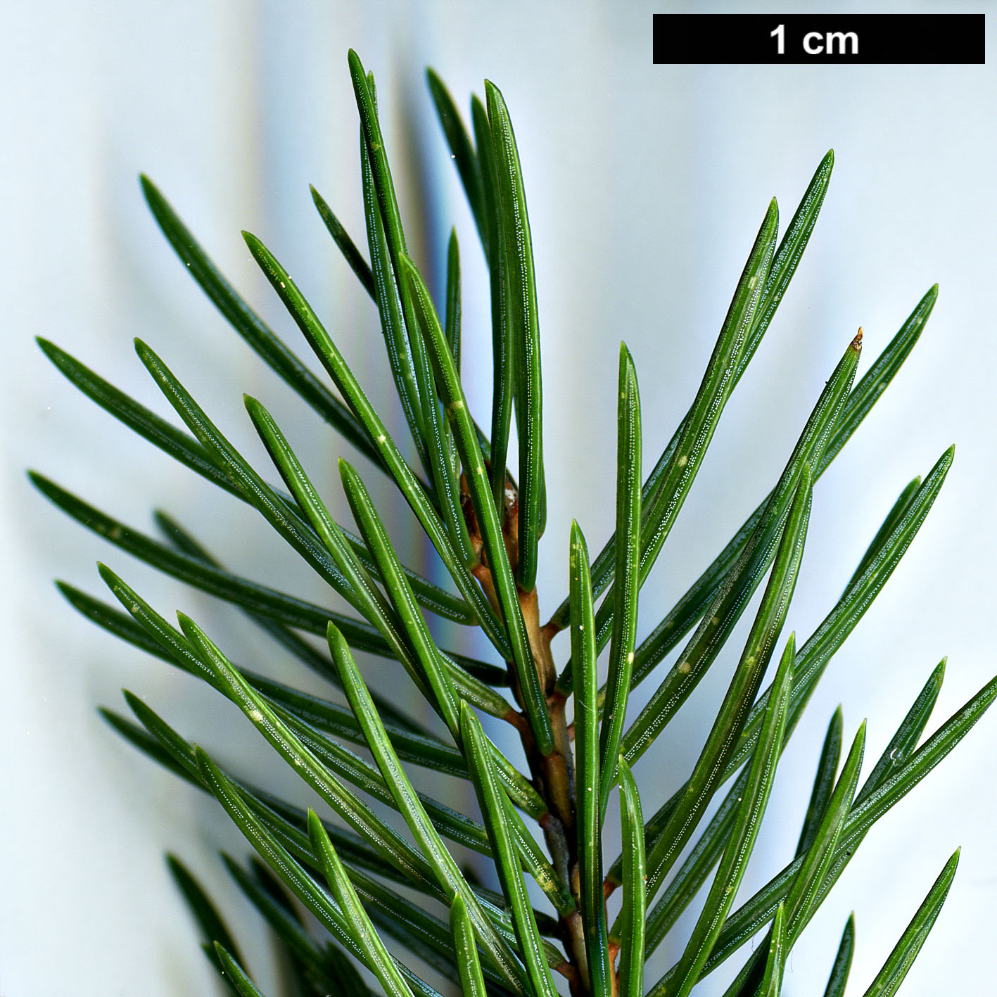 High resolution image: Family: Pinaceae - Genus: Picea - Taxon: alcoquiana High resolution image: Family: Pinaceae - Genus: Picea - Taxon: alcoquiana