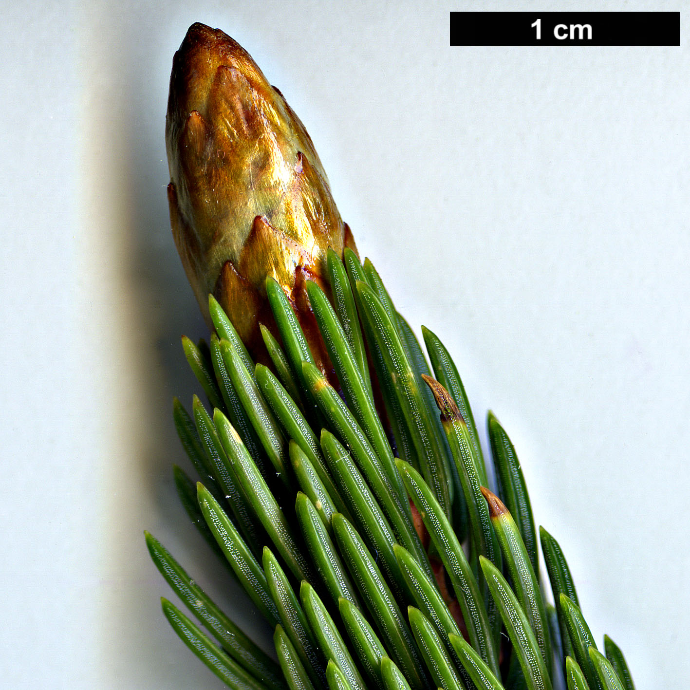 High resolution image: Family: Pinaceae - Genus: Picea - Taxon: alcoquiana High resolution image: Family: Pinaceae - Genus: Picea - Taxon: alcoquiana