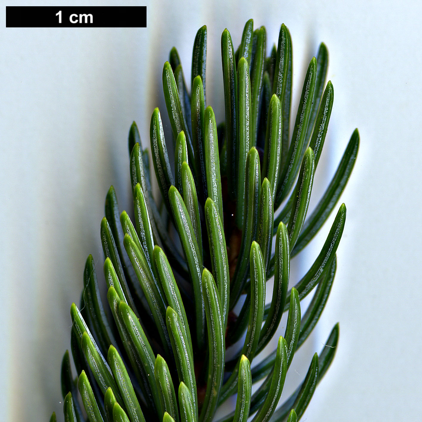High resolution image: Family: Pinaceae - Genus: Picea - Taxon: alcoquiana High resolution image: Family: Pinaceae - Genus: Picea - Taxon: alcoquiana