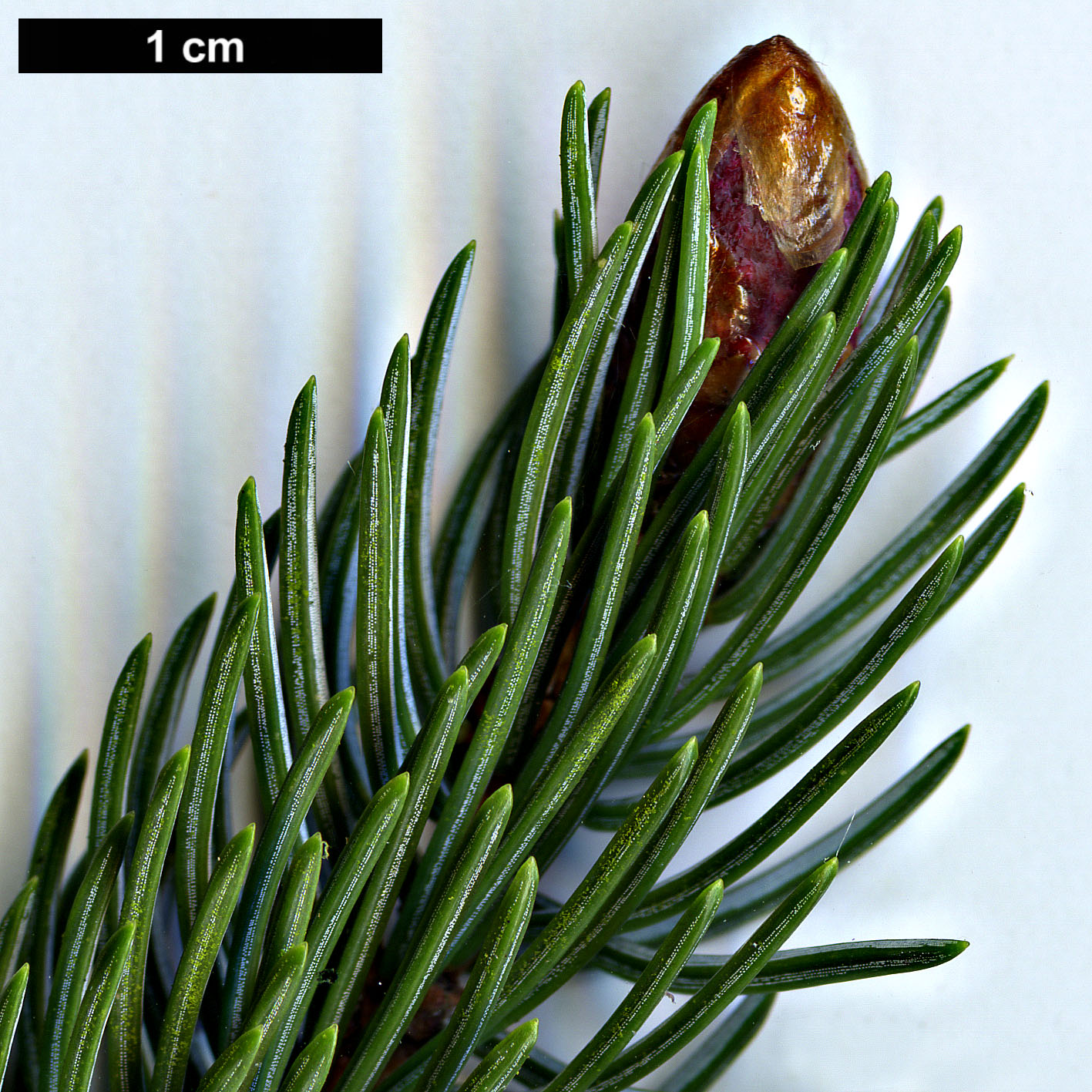 High resolution image: Family: Pinaceae - Genus: Picea - Taxon: alcoquiana High resolution image: Family: Pinaceae - Genus: Picea - Taxon: alcoquiana