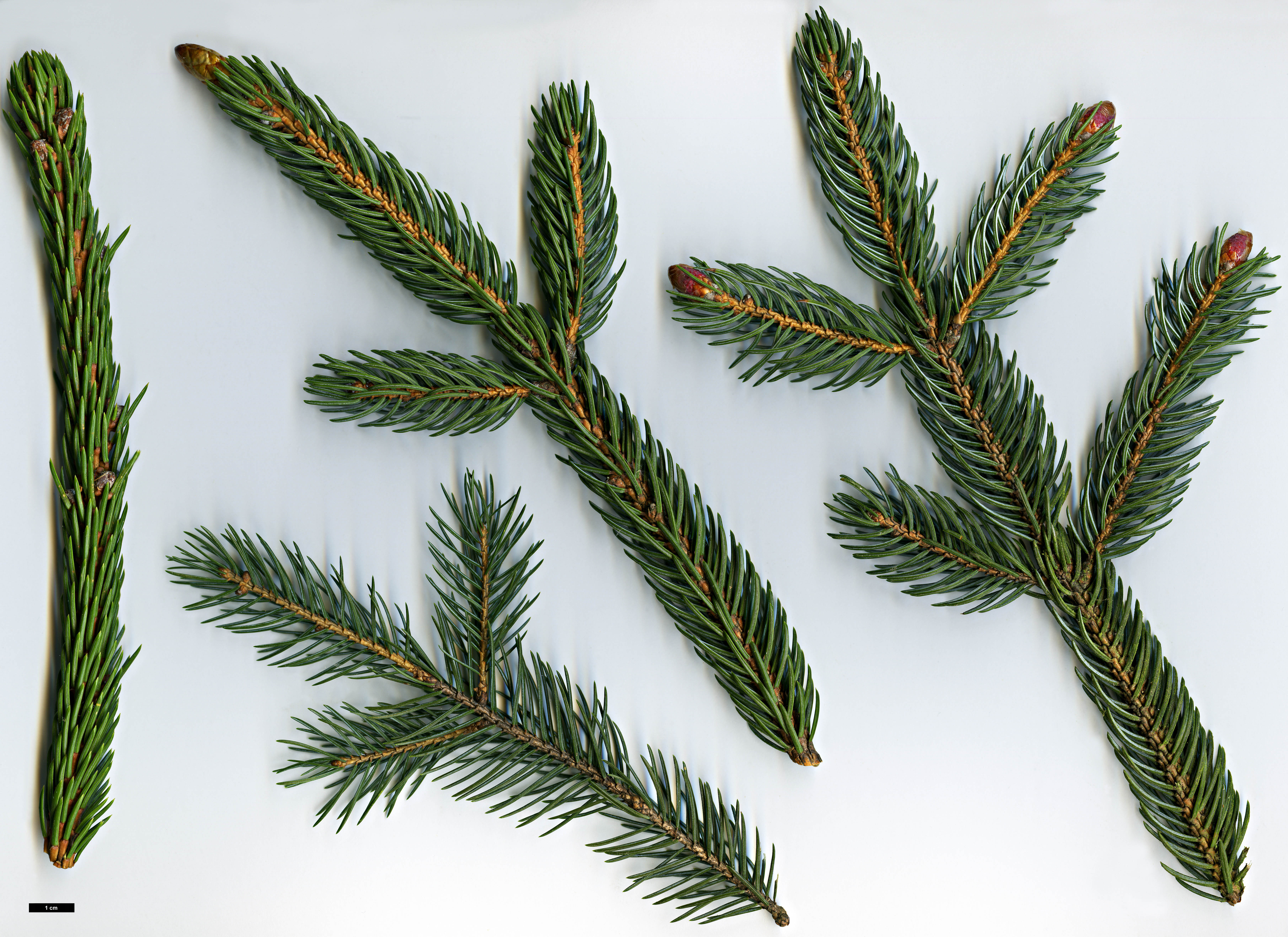 High resolution image: Family: Pinaceae - Genus: Picea - Taxon: alcoquiana High resolution image: Family: Pinaceae - Genus: Picea - Taxon: alcoquiana