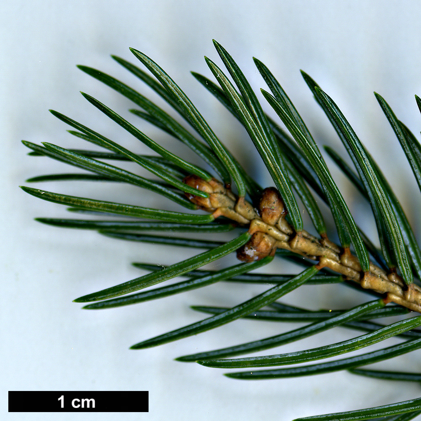 High resolution image: Family: Pinaceae - Genus: Picea - Taxon: alcoquiana High resolution image: Family: Pinaceae - Genus: Picea - Taxon: alcoquiana