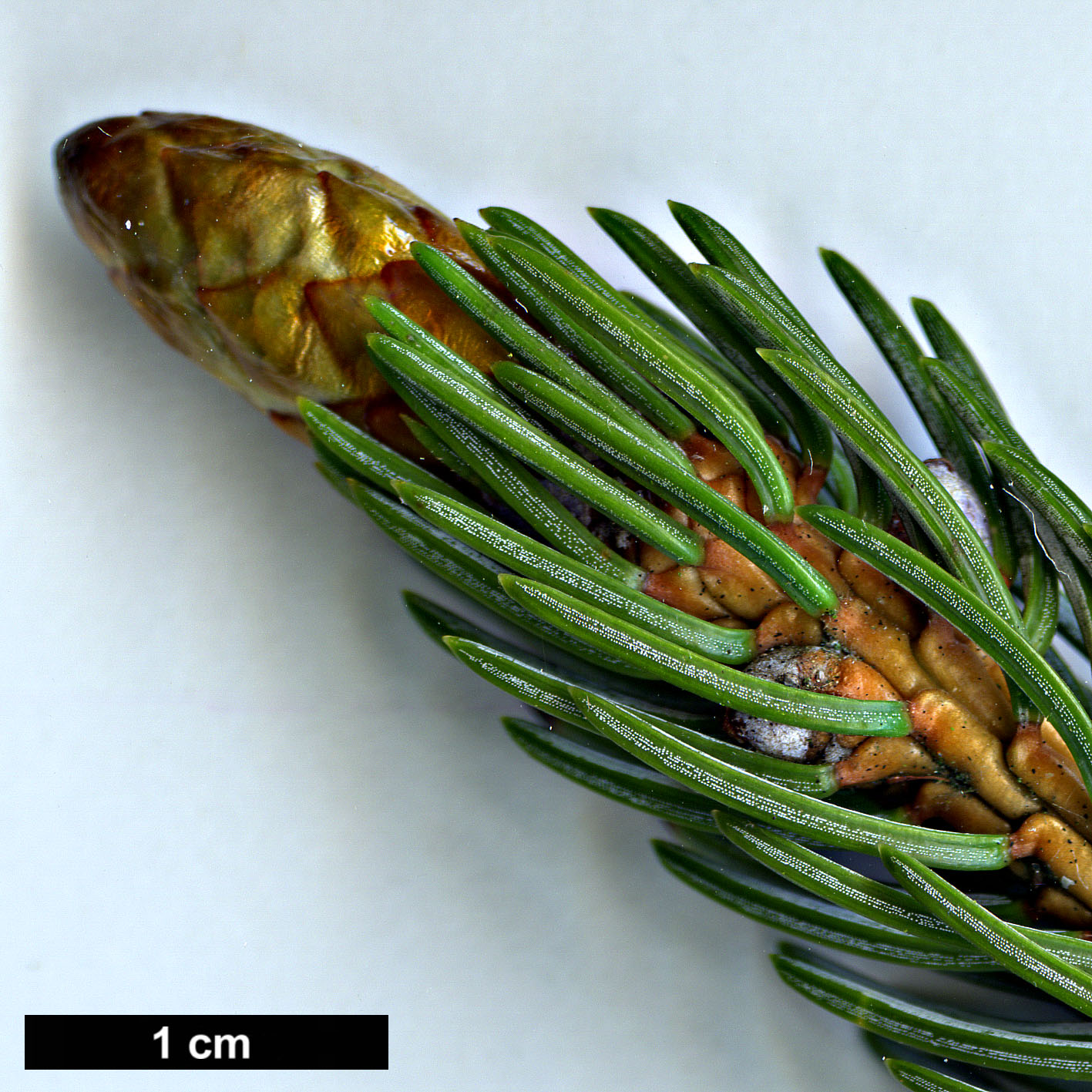 High resolution image: Family: Pinaceae - Genus: Picea - Taxon: alcoquiana High resolution image: Family: Pinaceae - Genus: Picea - Taxon: alcoquiana