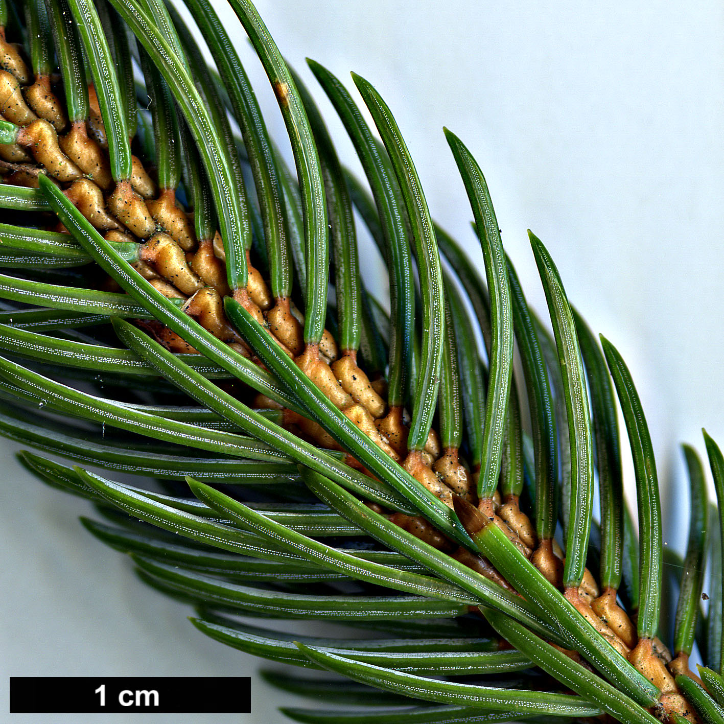 High resolution image: Family: Pinaceae - Genus: Picea - Taxon: alcoquiana High resolution image: Family: Pinaceae - Genus: Picea - Taxon: alcoquiana