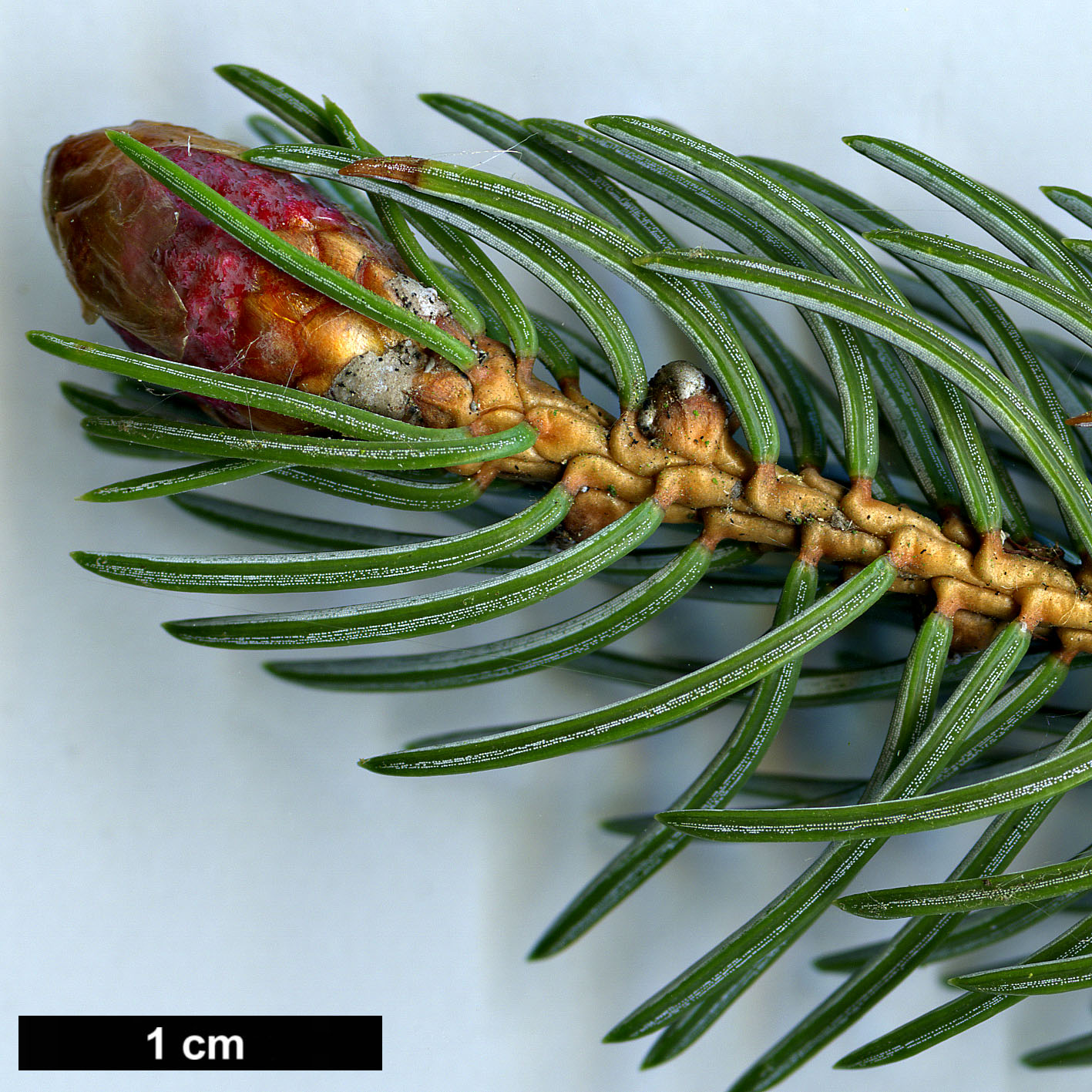 High resolution image: Family: Pinaceae - Genus: Picea - Taxon: alcoquiana High resolution image: Family: Pinaceae - Genus: Picea - Taxon: alcoquiana