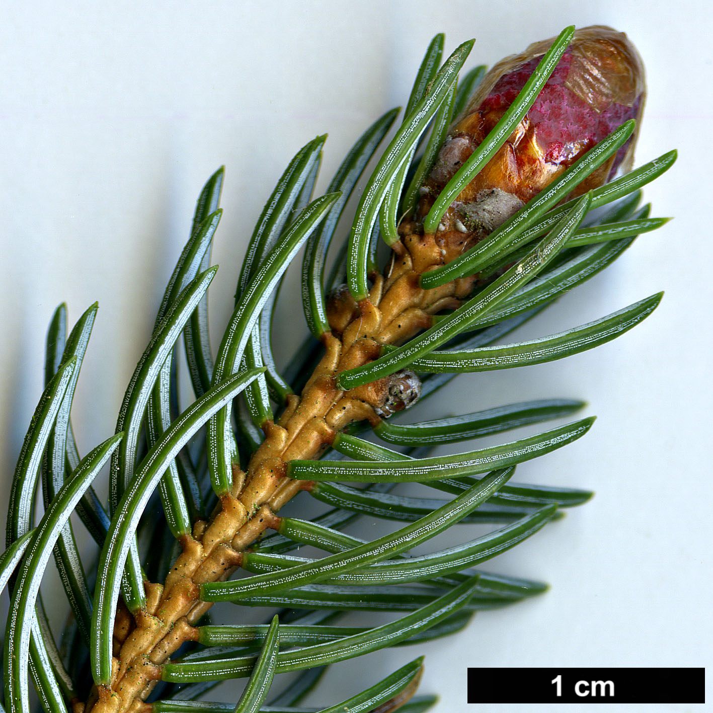 High resolution image: Family: Pinaceae - Genus: Picea - Taxon: alcoquiana High resolution image: Family: Pinaceae - Genus: Picea - Taxon: alcoquiana