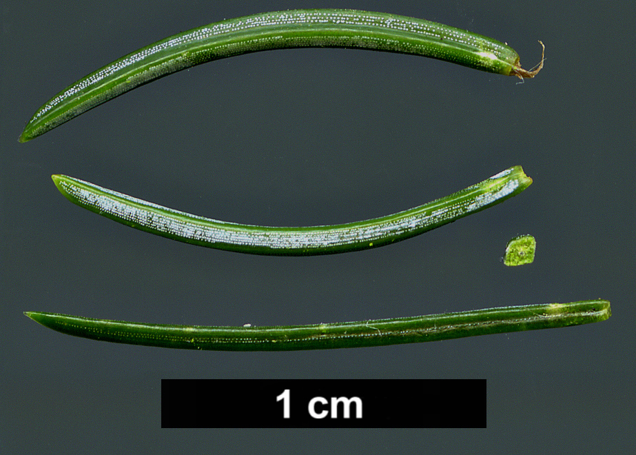 High resolution image: Family: Pinaceae - Genus: Picea - Taxon: alcoquiana High resolution image: Family: Pinaceae - Genus: Picea - Taxon: alcoquiana