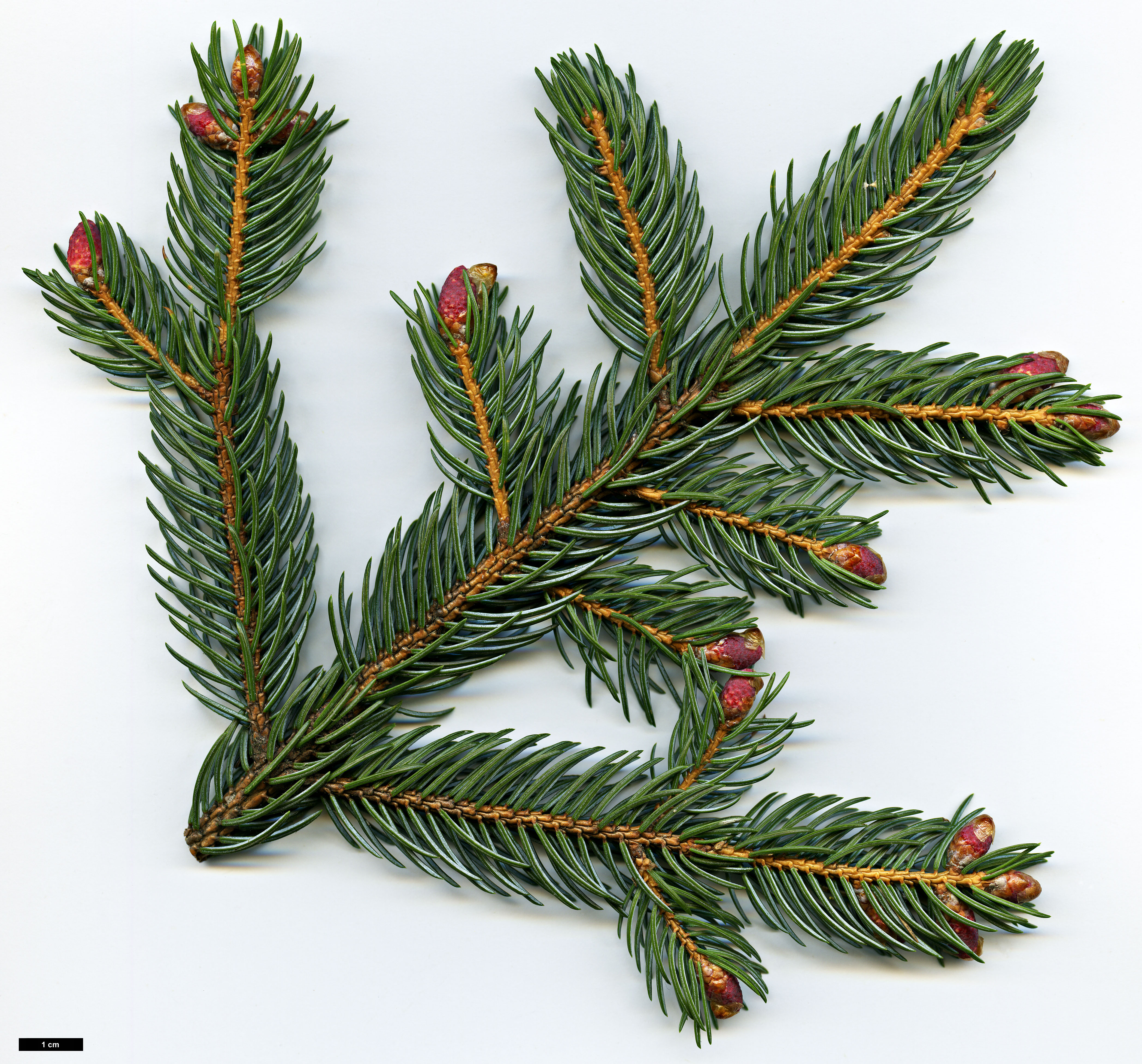 High resolution image: Family: Pinaceae - Genus: Picea - Taxon: alcoquiana High resolution image: Family: Pinaceae - Genus: Picea - Taxon: alcoquiana