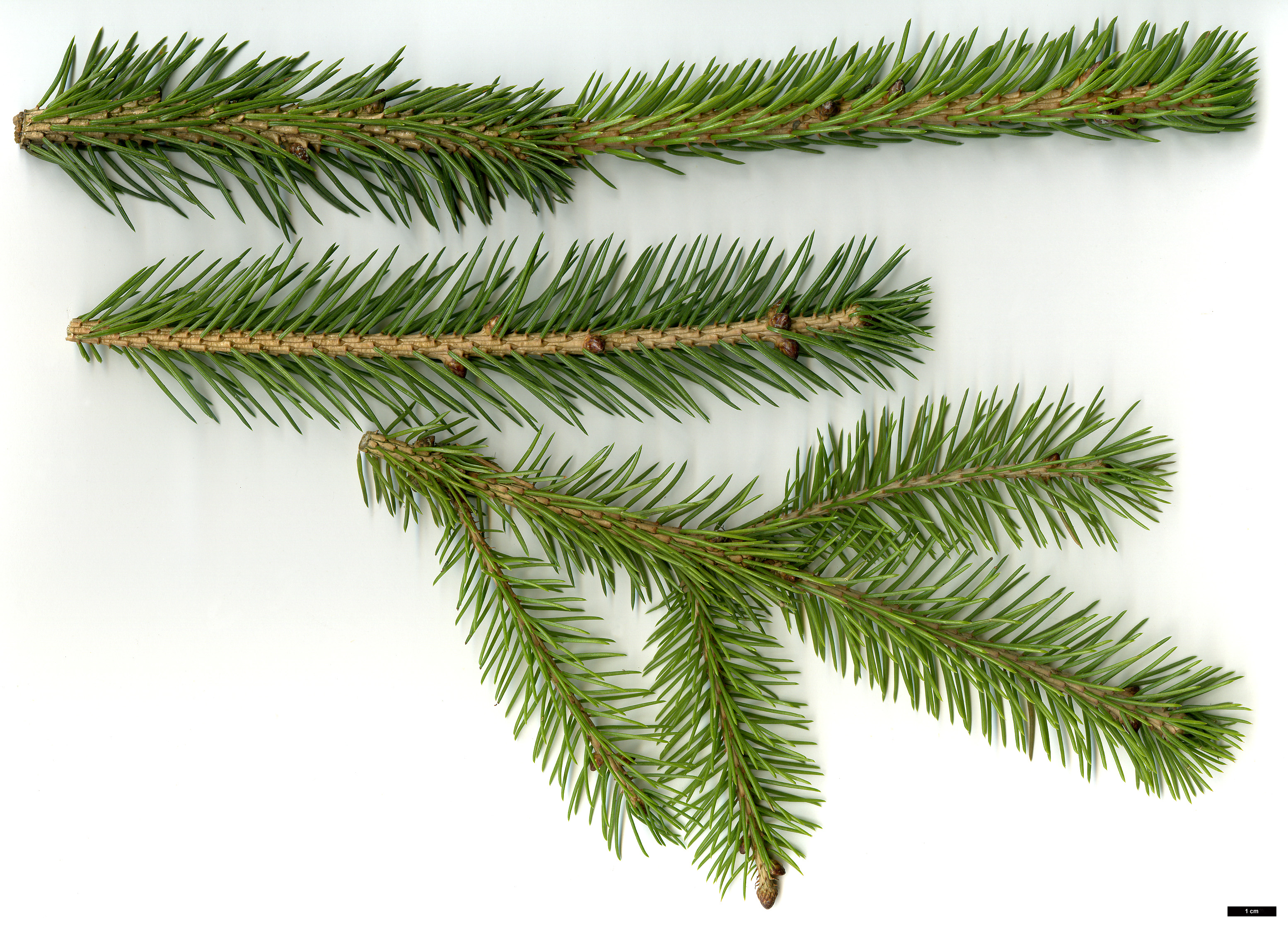 High resolution image: Family: Pinaceae - Genus: Picea - Taxon: alcoquiana High resolution image: Family: Pinaceae - Genus: Picea - Taxon: alcoquiana