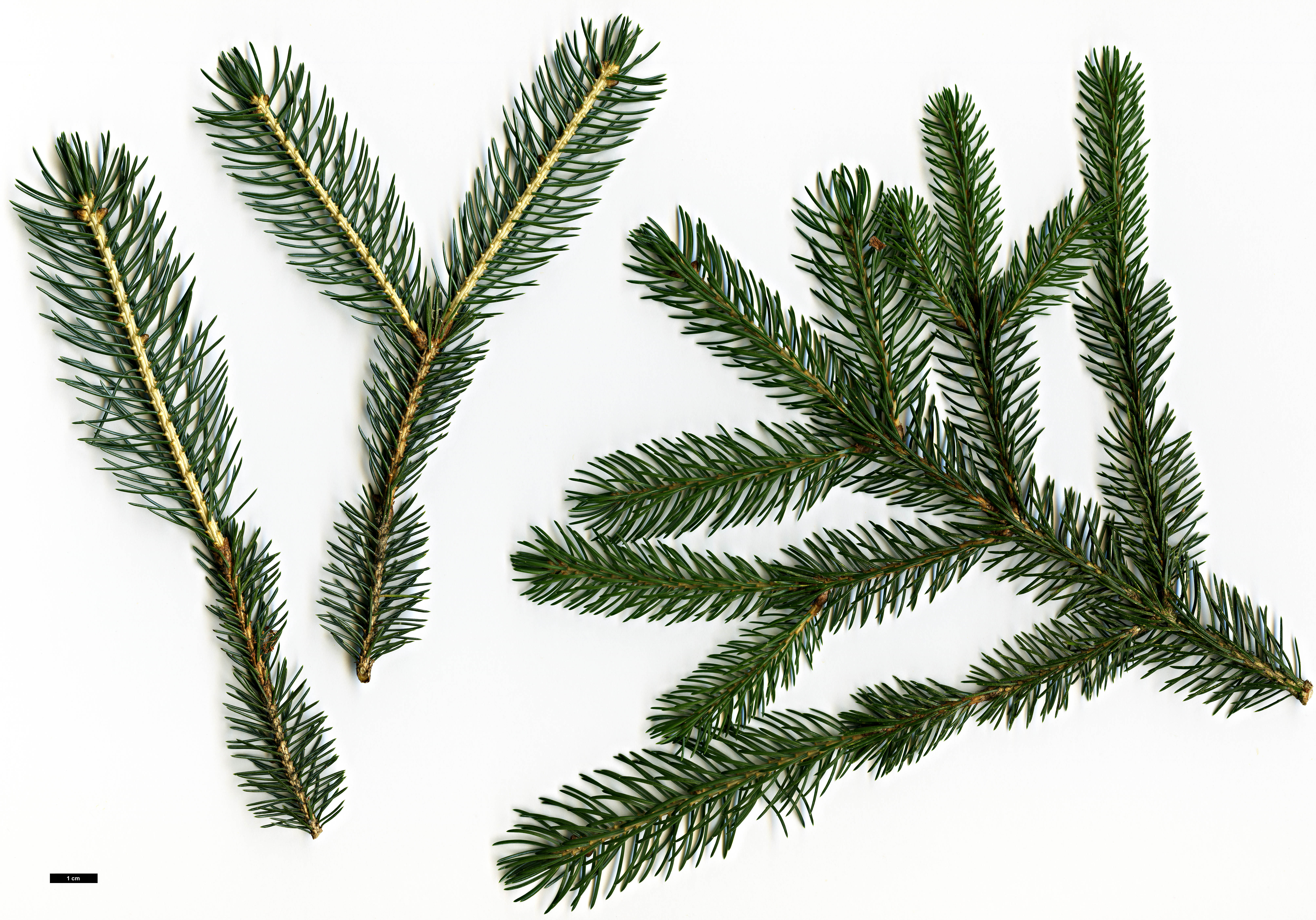 High resolution image: Family: Pinaceae - Genus: Picea - Taxon: alcoquiana High resolution image: Family: Pinaceae - Genus: Picea - Taxon: alcoquiana