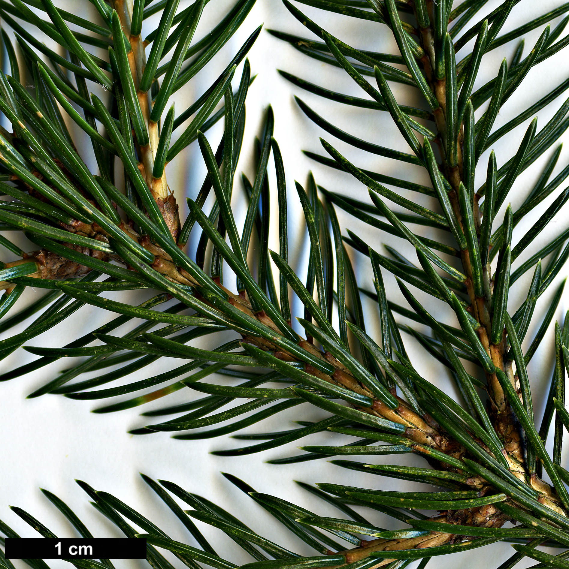 High resolution image: Family: Pinaceae - Genus: Picea - Taxon: alcoquiana High resolution image: Family: Pinaceae - Genus: Picea - Taxon: alcoquiana