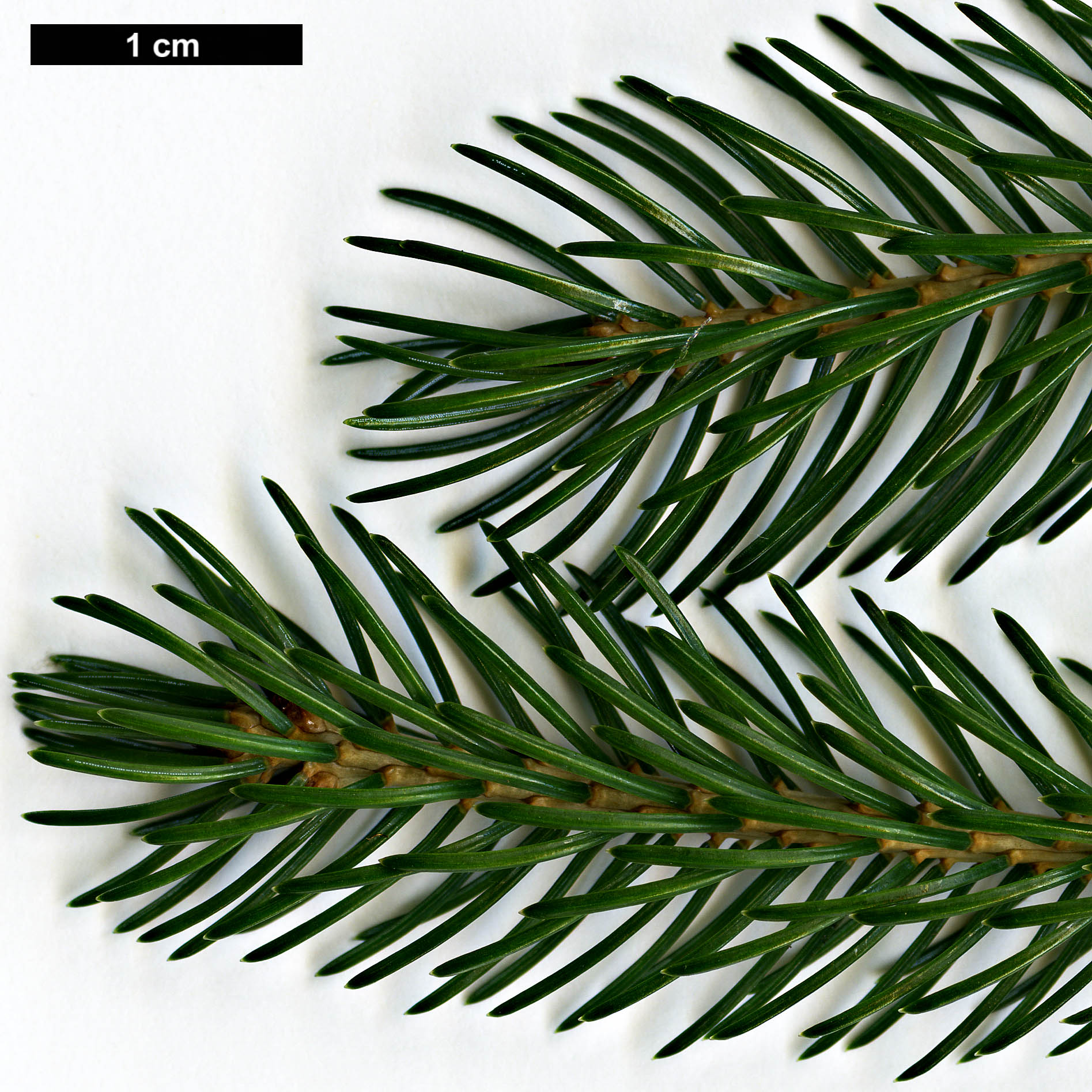 High resolution image: Family: Pinaceae - Genus: Picea - Taxon: alcoquiana High resolution image: Family: Pinaceae - Genus: Picea - Taxon: alcoquiana
