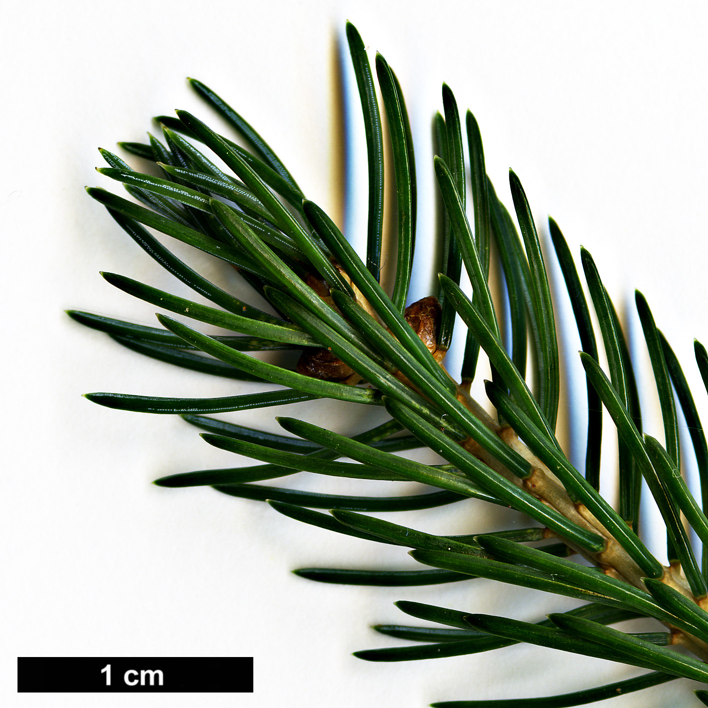 High resolution image: Family: Pinaceae - Genus: Picea - Taxon: alcoquiana High resolution image: Family: Pinaceae - Genus: Picea - Taxon: alcoquiana