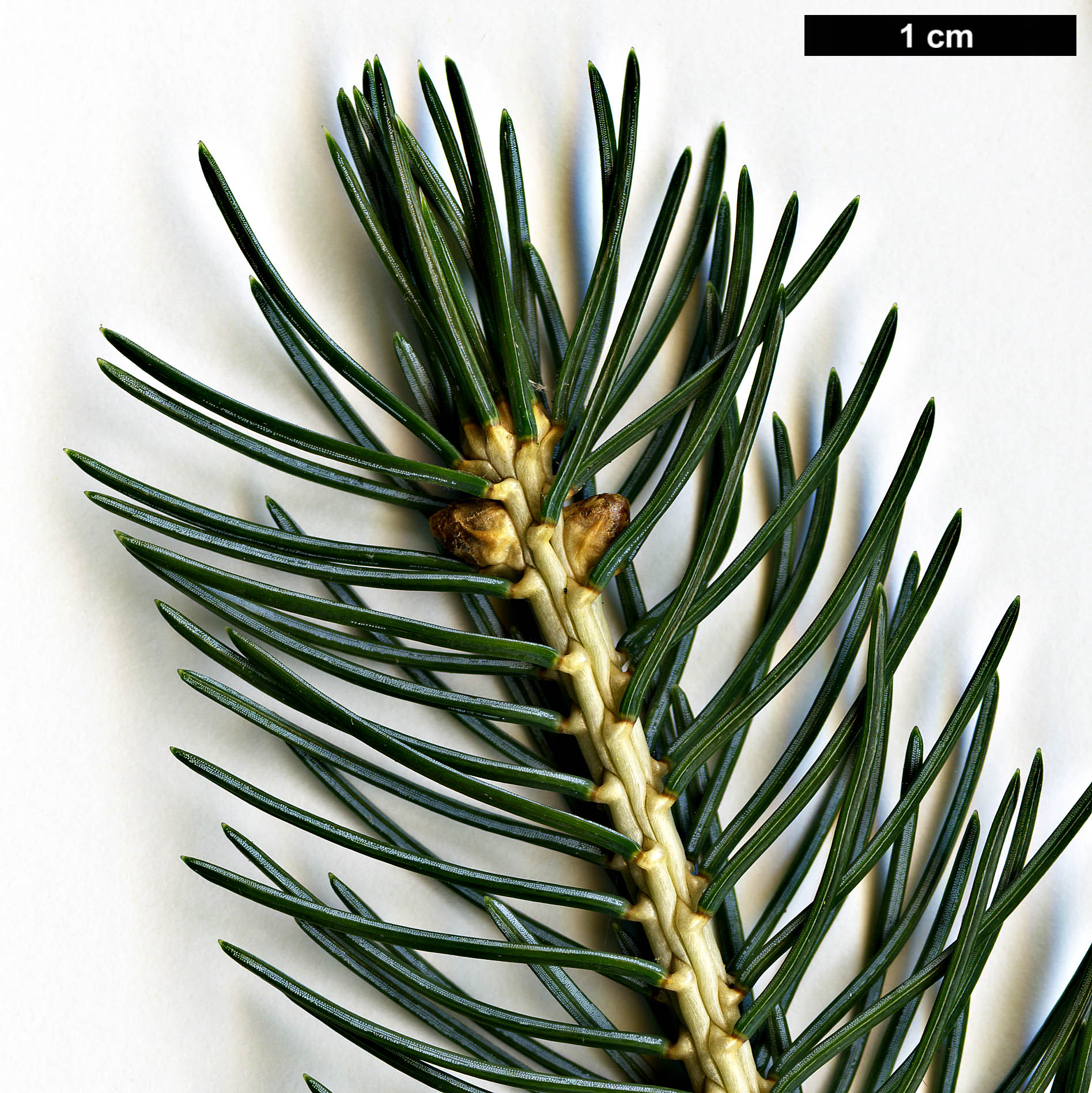 High resolution image: Family: Pinaceae - Genus: Picea - Taxon: alcoquiana High resolution image: Family: Pinaceae - Genus: Picea - Taxon: alcoquiana