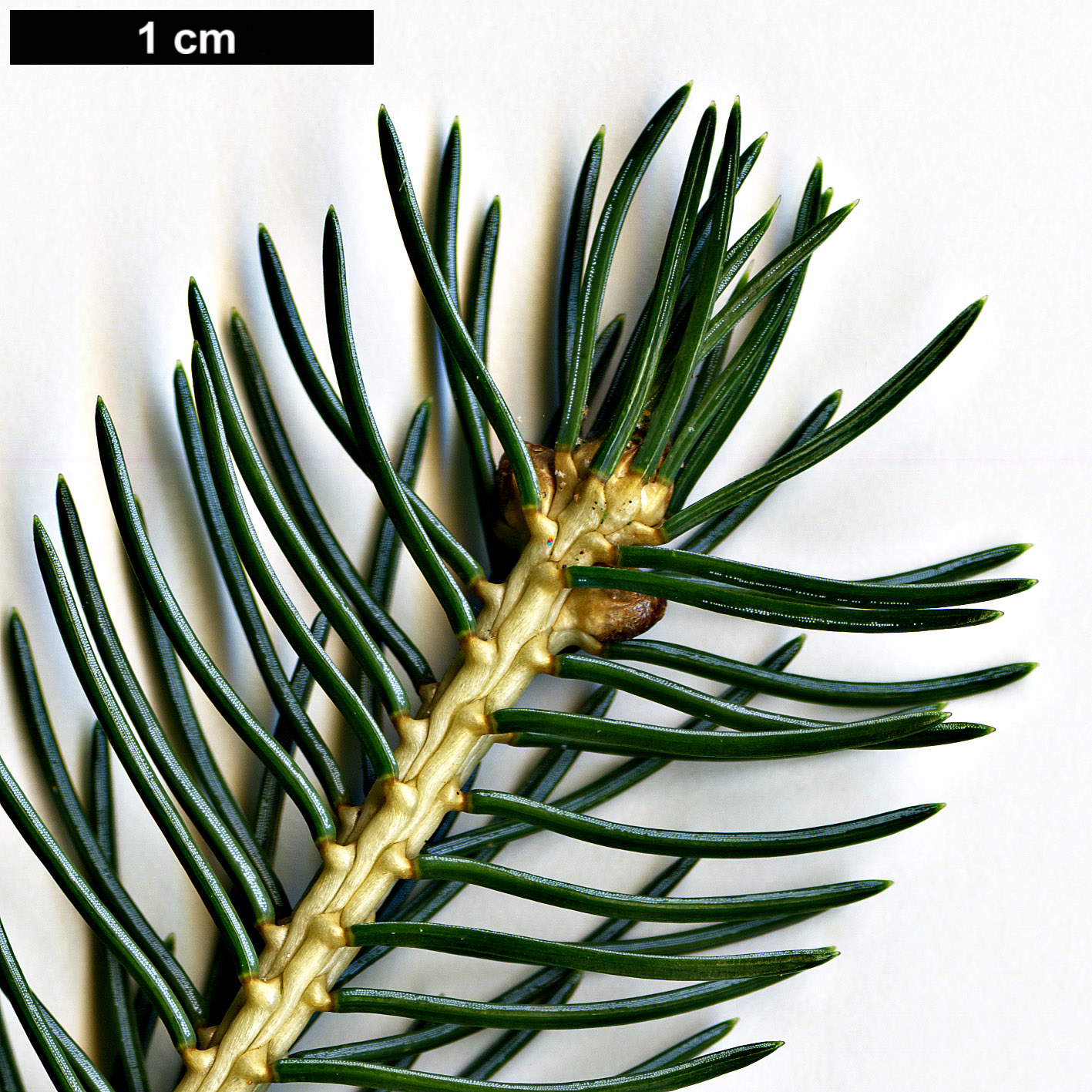 High resolution image: Family: Pinaceae - Genus: Picea - Taxon: alcoquiana High resolution image: Family: Pinaceae - Genus: Picea - Taxon: alcoquiana