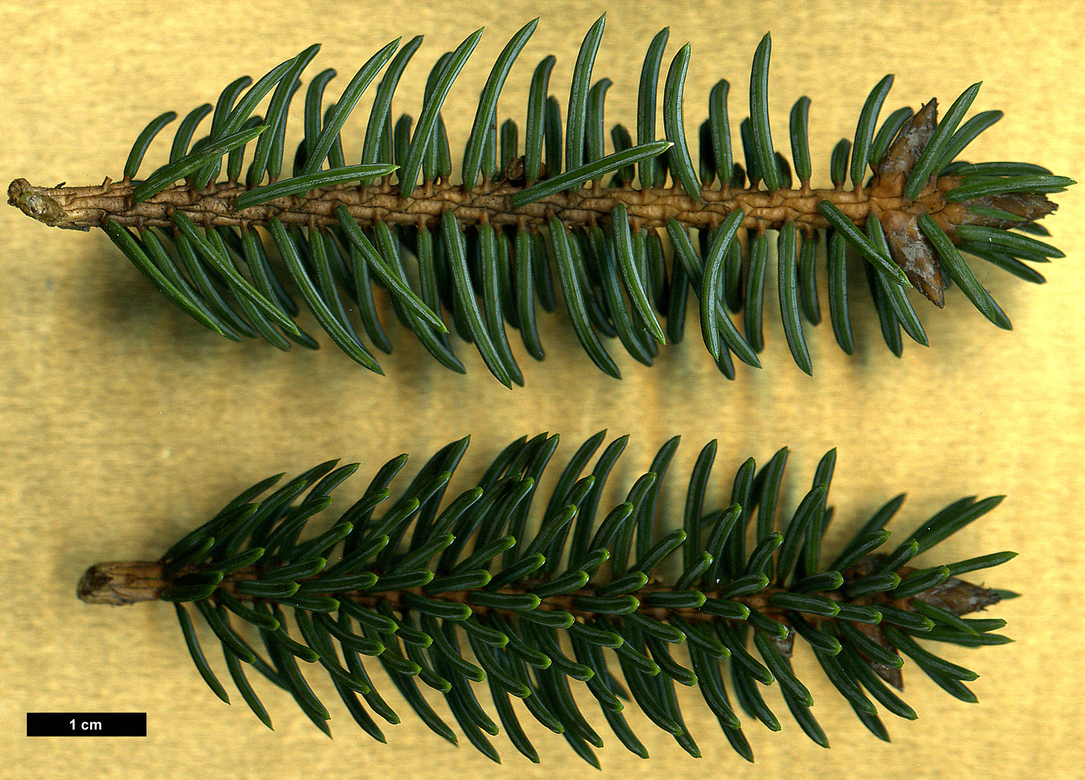 High resolution image: Family: Pinaceae - Genus: Picea - Taxon: asperata