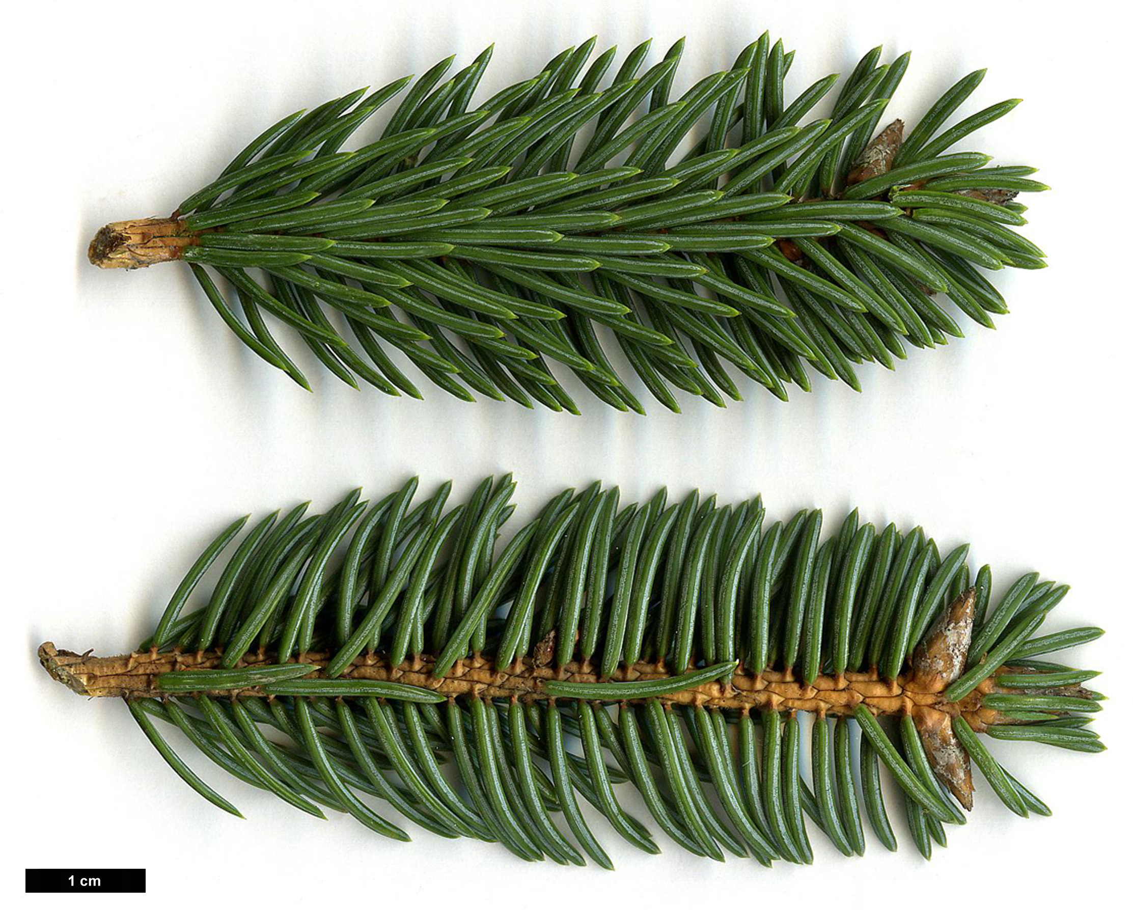 High resolution image: Family: Pinaceae - Genus: Picea - Taxon: asperata