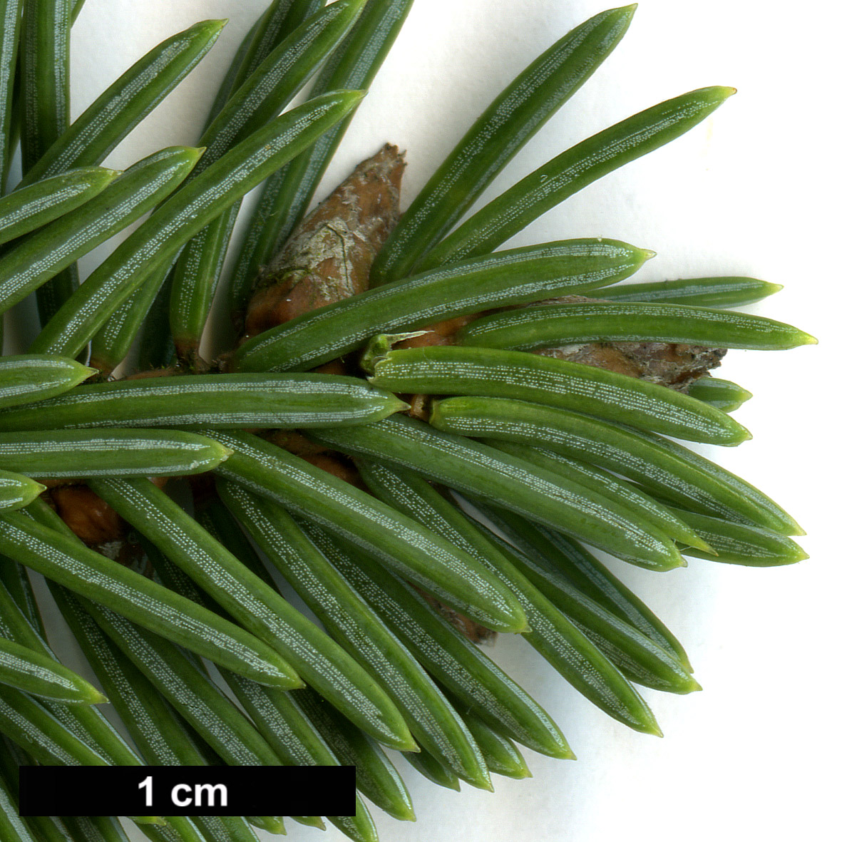 High resolution image: Family: Pinaceae - Genus: Picea - Taxon: asperata