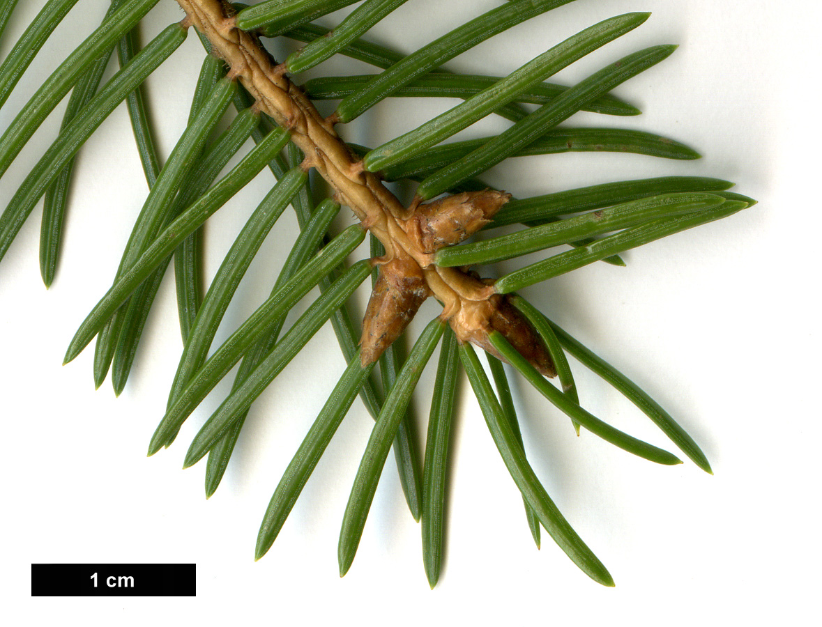 High resolution image: Family: Pinaceae - Genus: Picea - Taxon: asperata