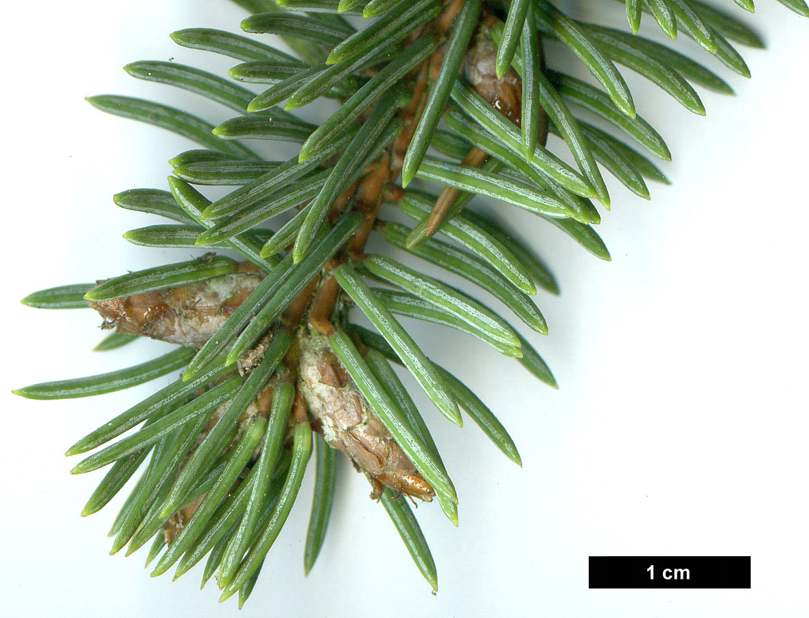 High resolution image: Family: Pinaceae - Genus: Picea - Taxon: asperata