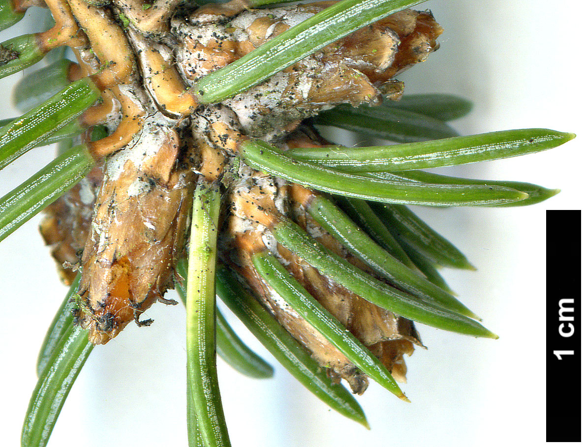 High resolution image: Family: Pinaceae - Genus: Picea - Taxon: asperata