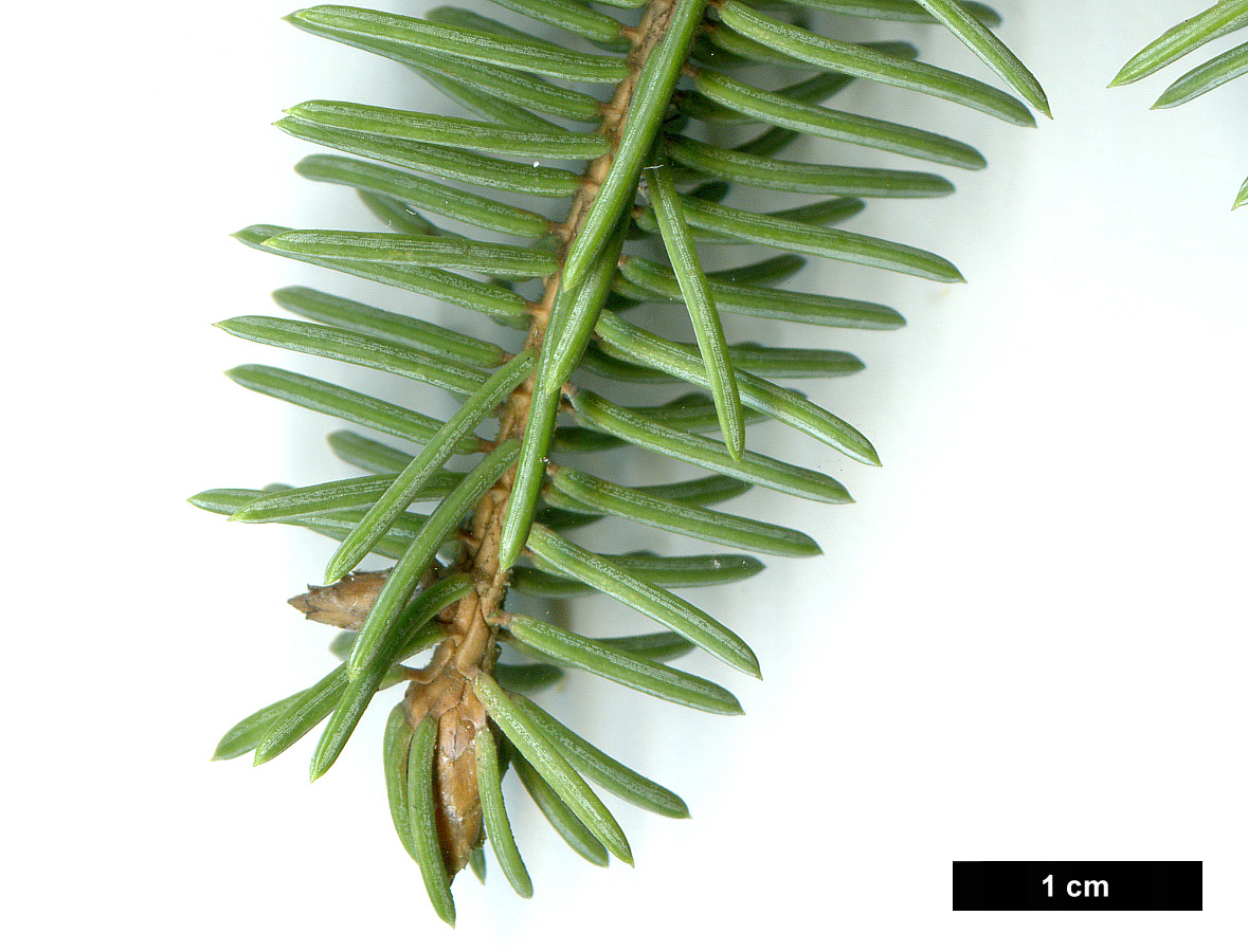 High resolution image: Family: Pinaceae - Genus: Picea - Taxon: asperata