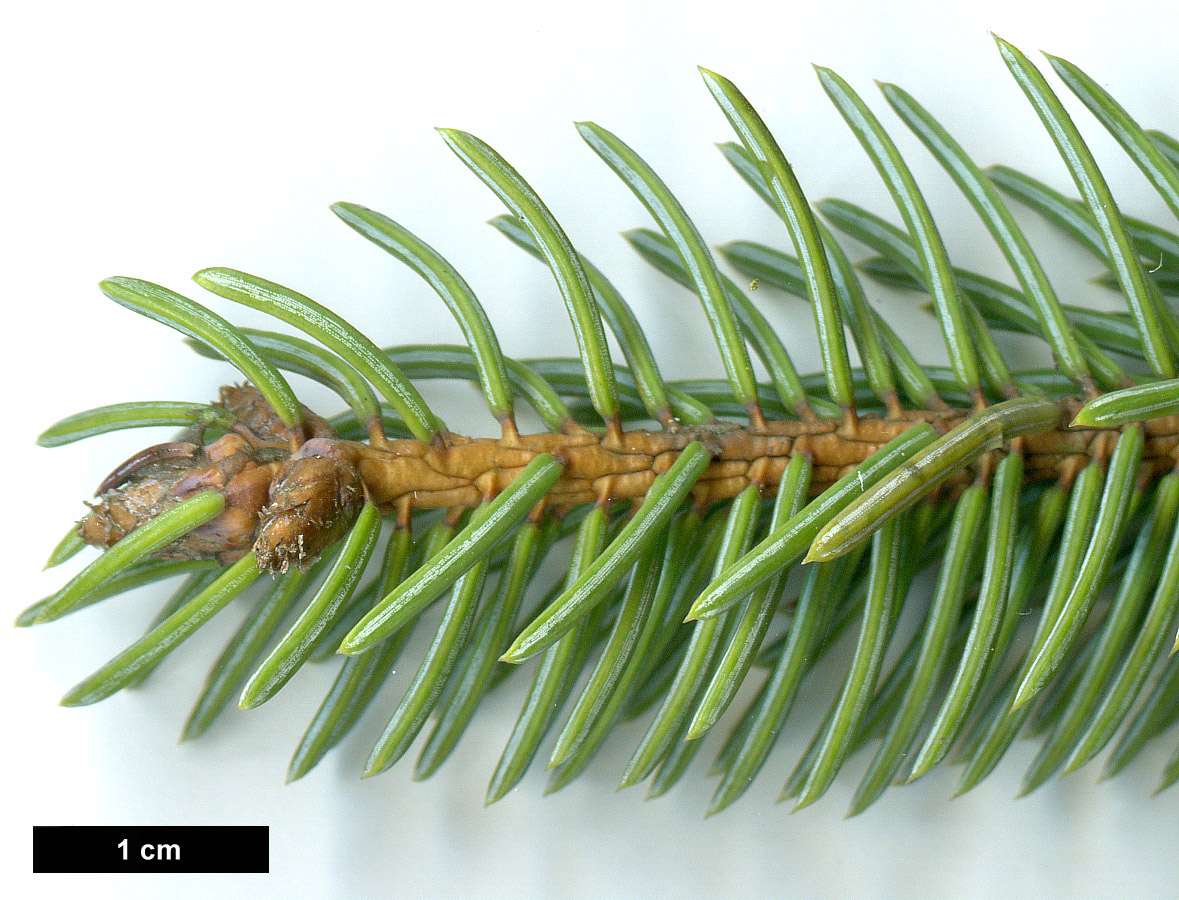 High resolution image: Family: Pinaceae - Genus: Picea - Taxon: asperata