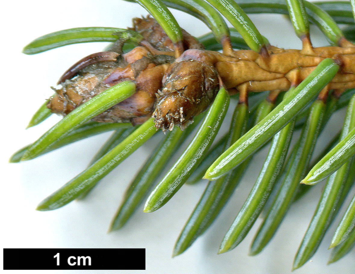 High resolution image: Family: Pinaceae - Genus: Picea - Taxon: asperata