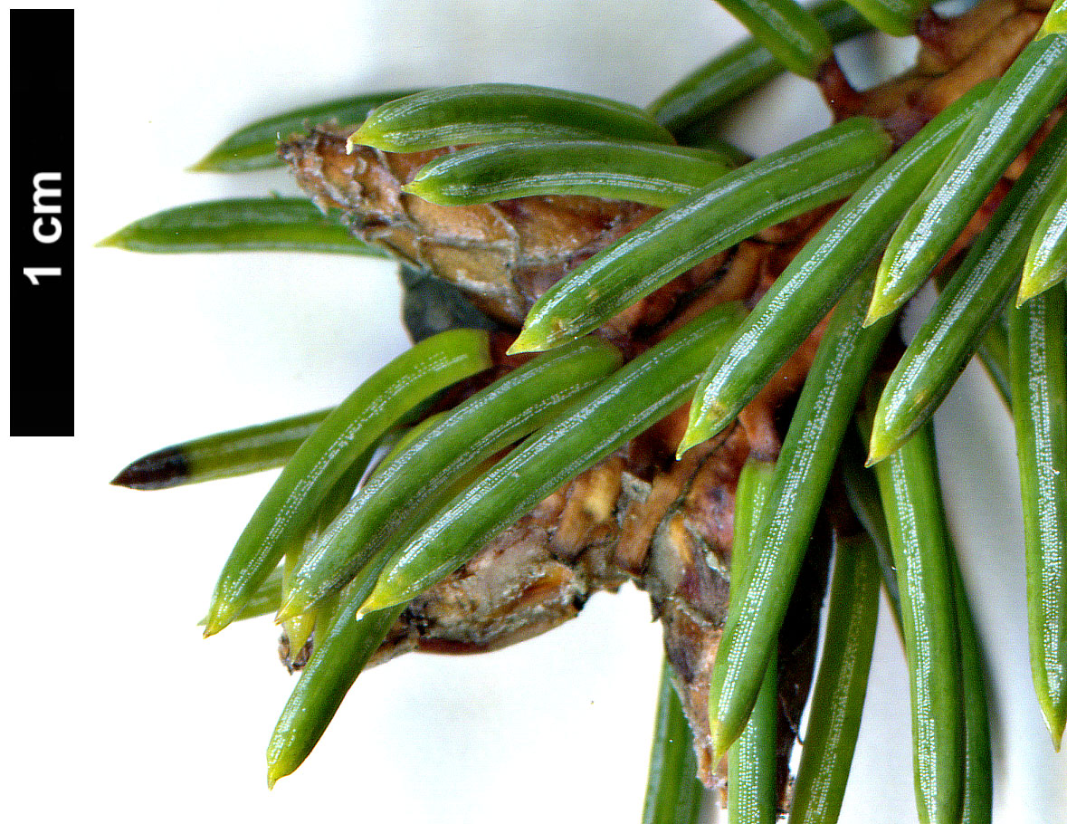 High resolution image: Family: Pinaceae - Genus: Picea - Taxon: asperata