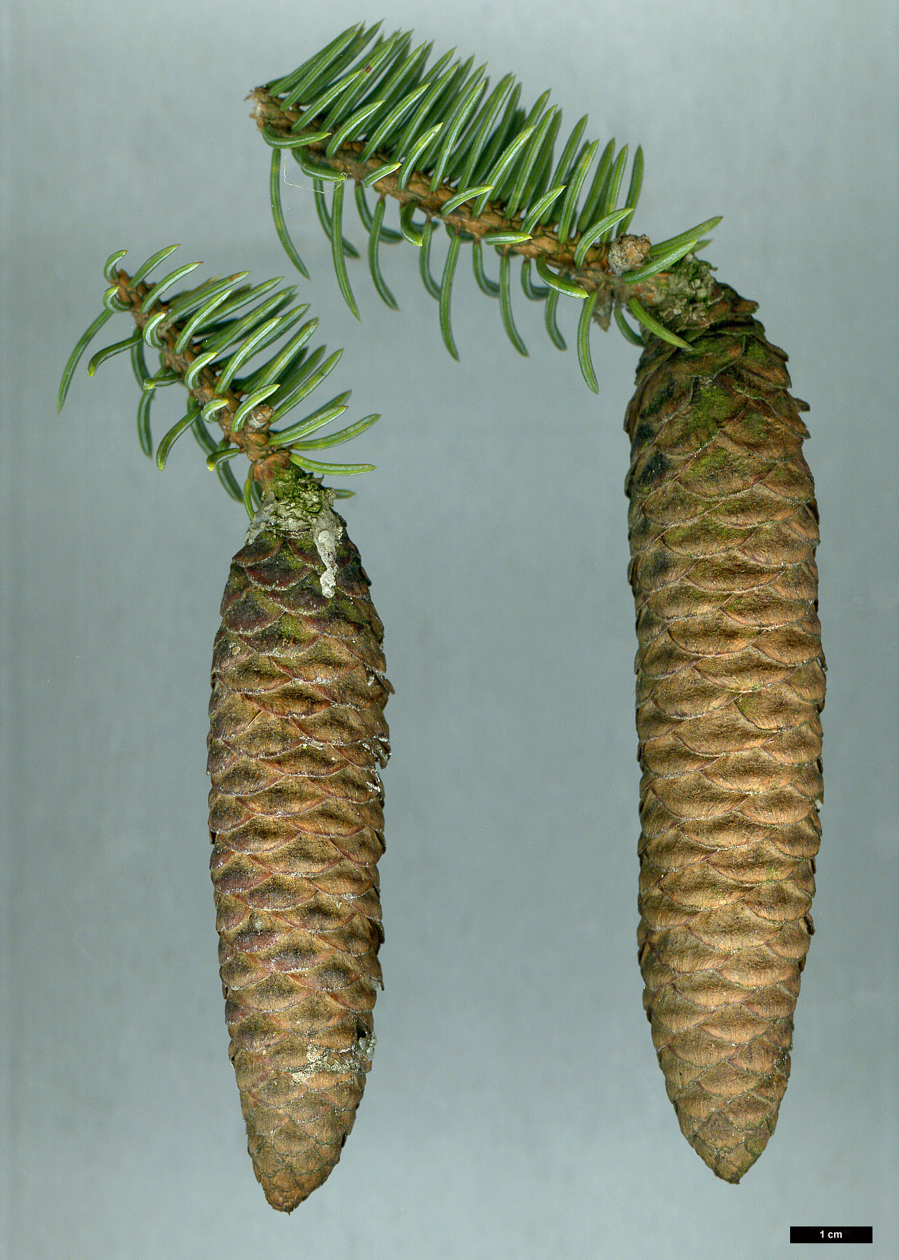 High resolution image: Family: Pinaceae - Genus: Picea - Taxon: asperata