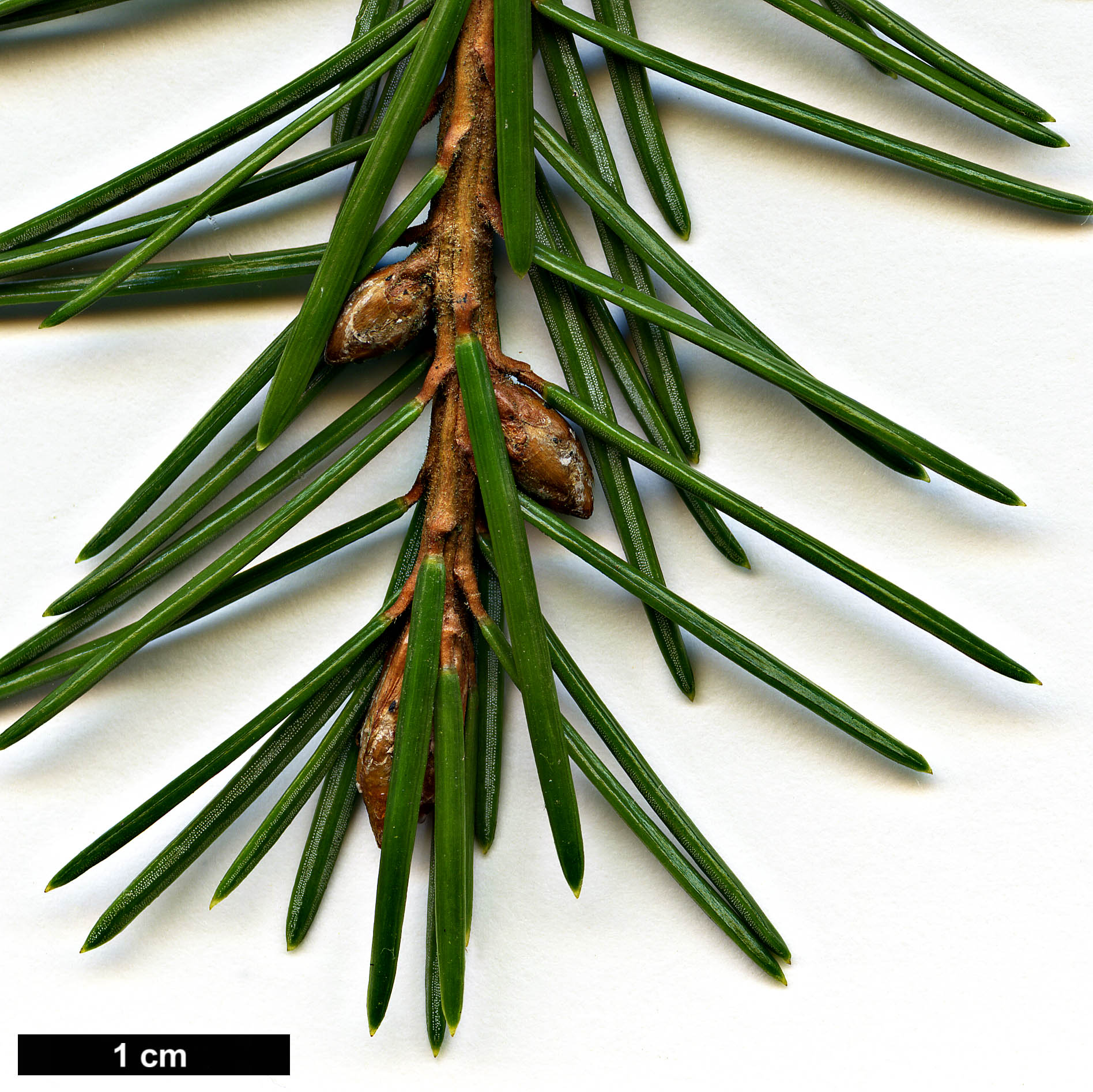 High resolution image: Family: Pinaceae - Genus: Picea - Taxon: breweriana