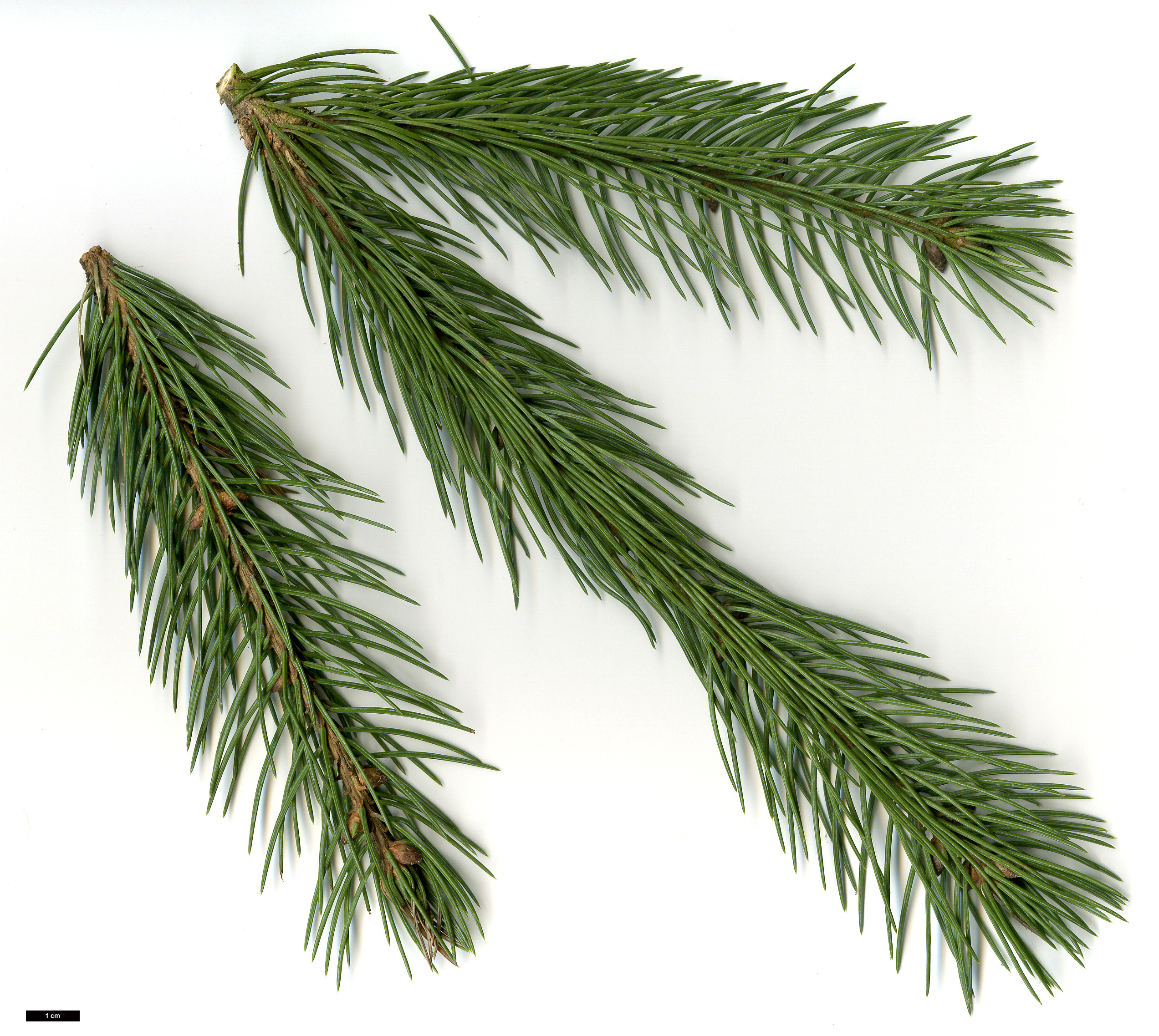 High resolution image: Family: Pinaceae - Genus: Picea - Taxon: engelmannii