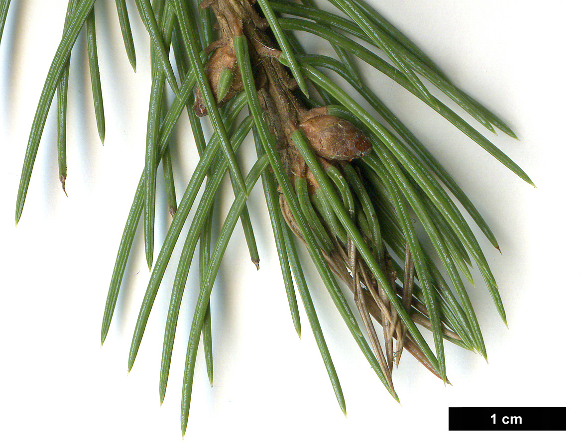 High resolution image: Family: Pinaceae - Genus: Picea - Taxon: engelmannii