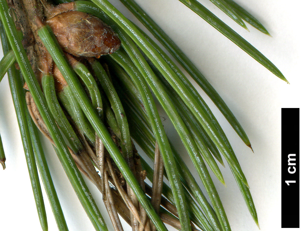 High resolution image: Family: Pinaceae - Genus: Picea - Taxon: engelmannii