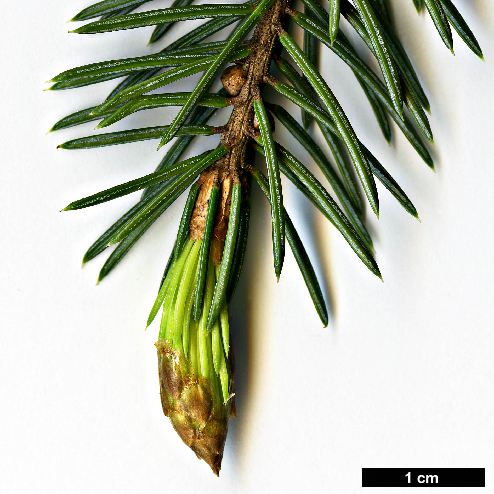 High resolution image: Family: Pinaceae - Genus: Picea - Taxon: engelmannii